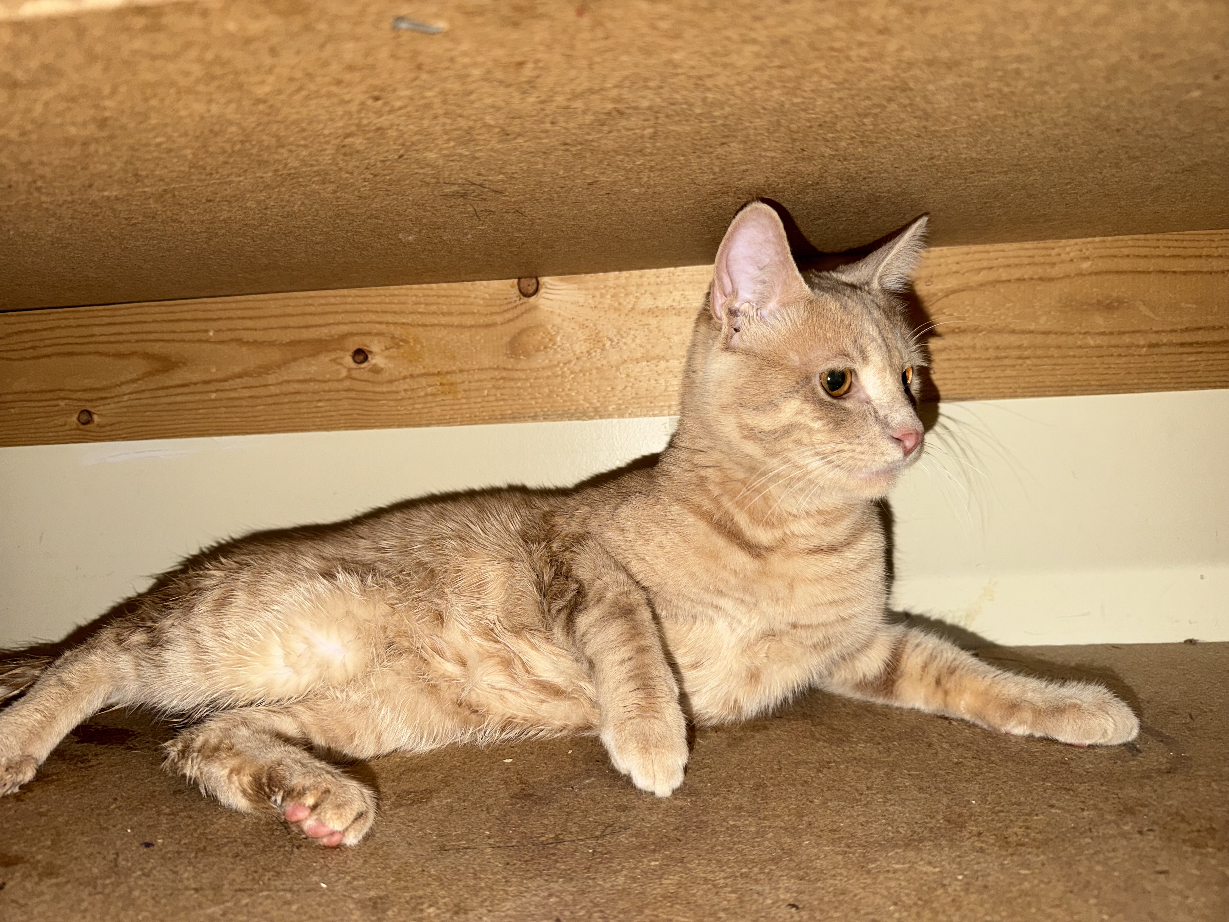 Picture of the Animal Listed