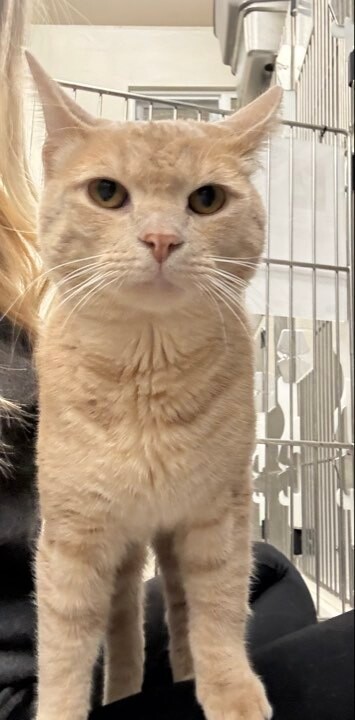 Picture of the Animal Listed