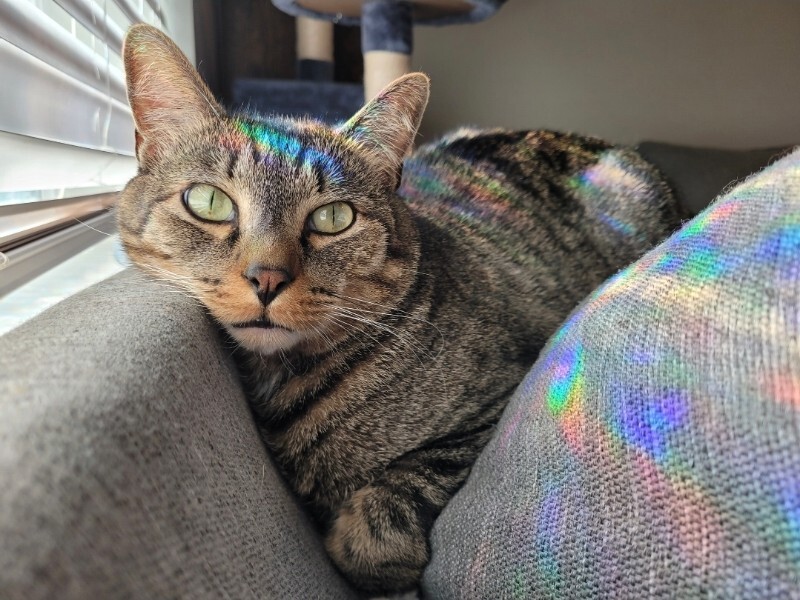 Picture of the Animal Listed