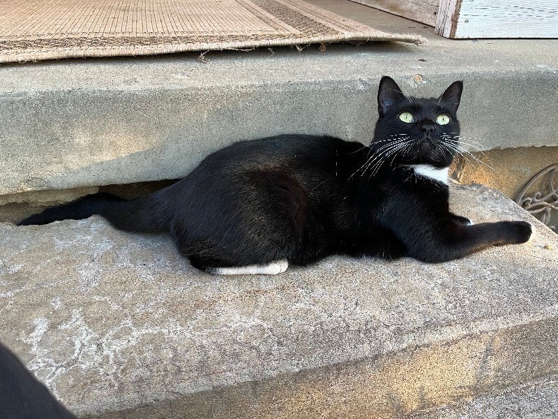 Picture of the Animal Listed