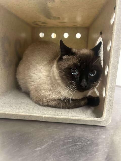 Picture of the Animal Listed