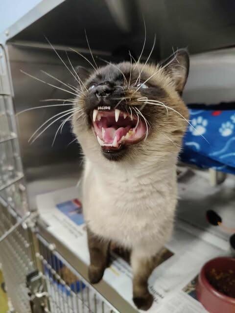 Picture of the Animal Listed