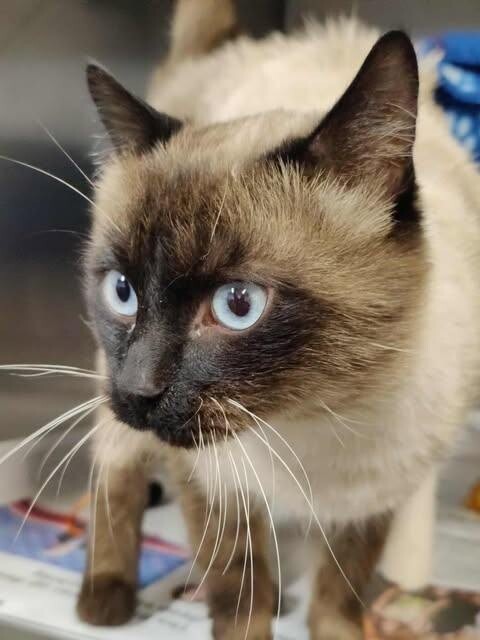 Picture of the Animal Listed