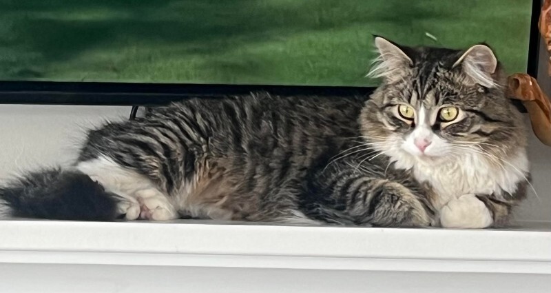 Picture of the Animal Listed