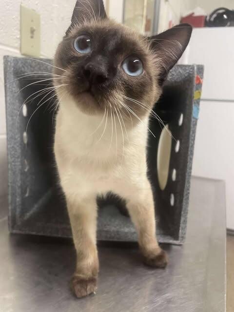 Picture of the Animal Listed