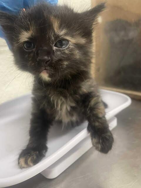 Picture of the Animal Listed