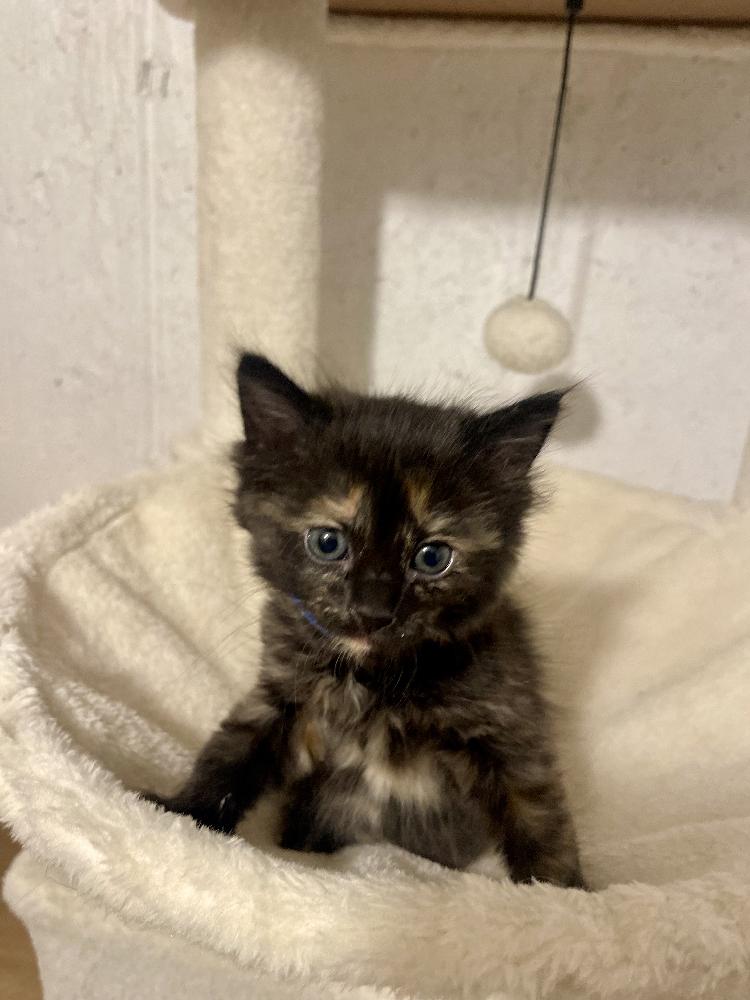 Picture of the Animal Listed