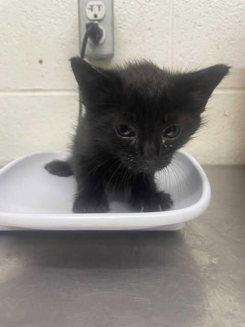 Picture of the Animal Listed