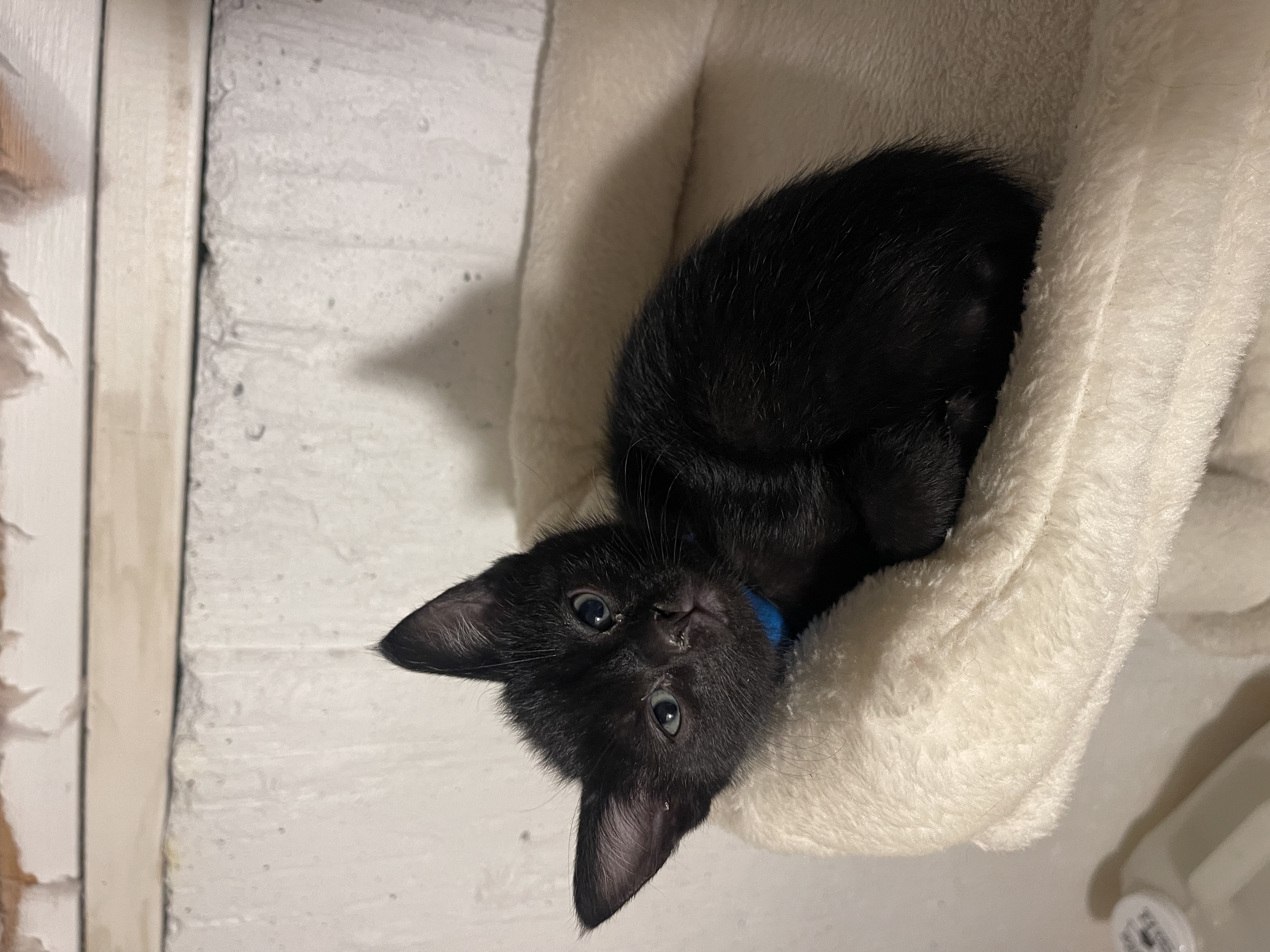 Picture of the Animal Listed