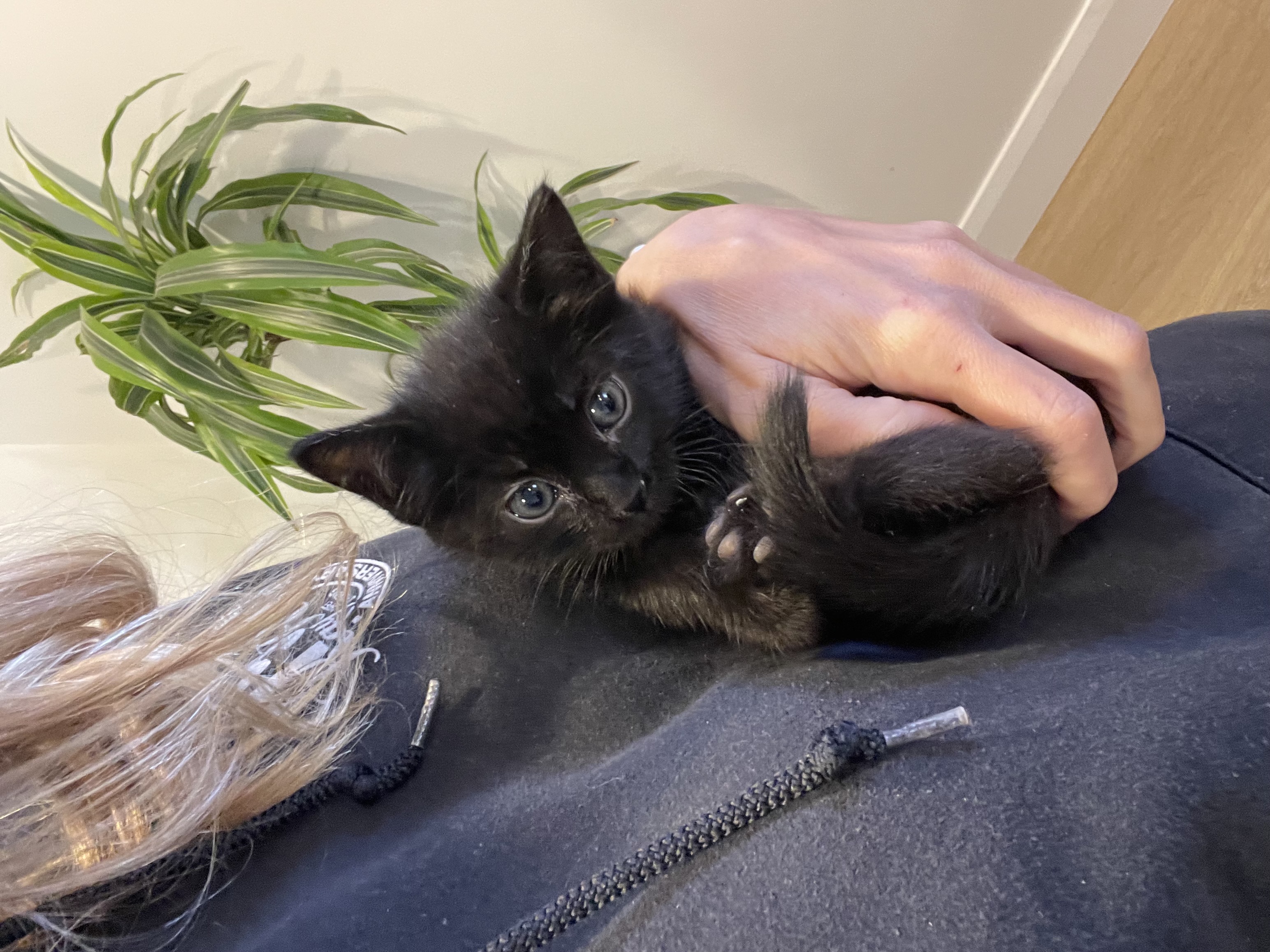 Picture of the Animal Listed