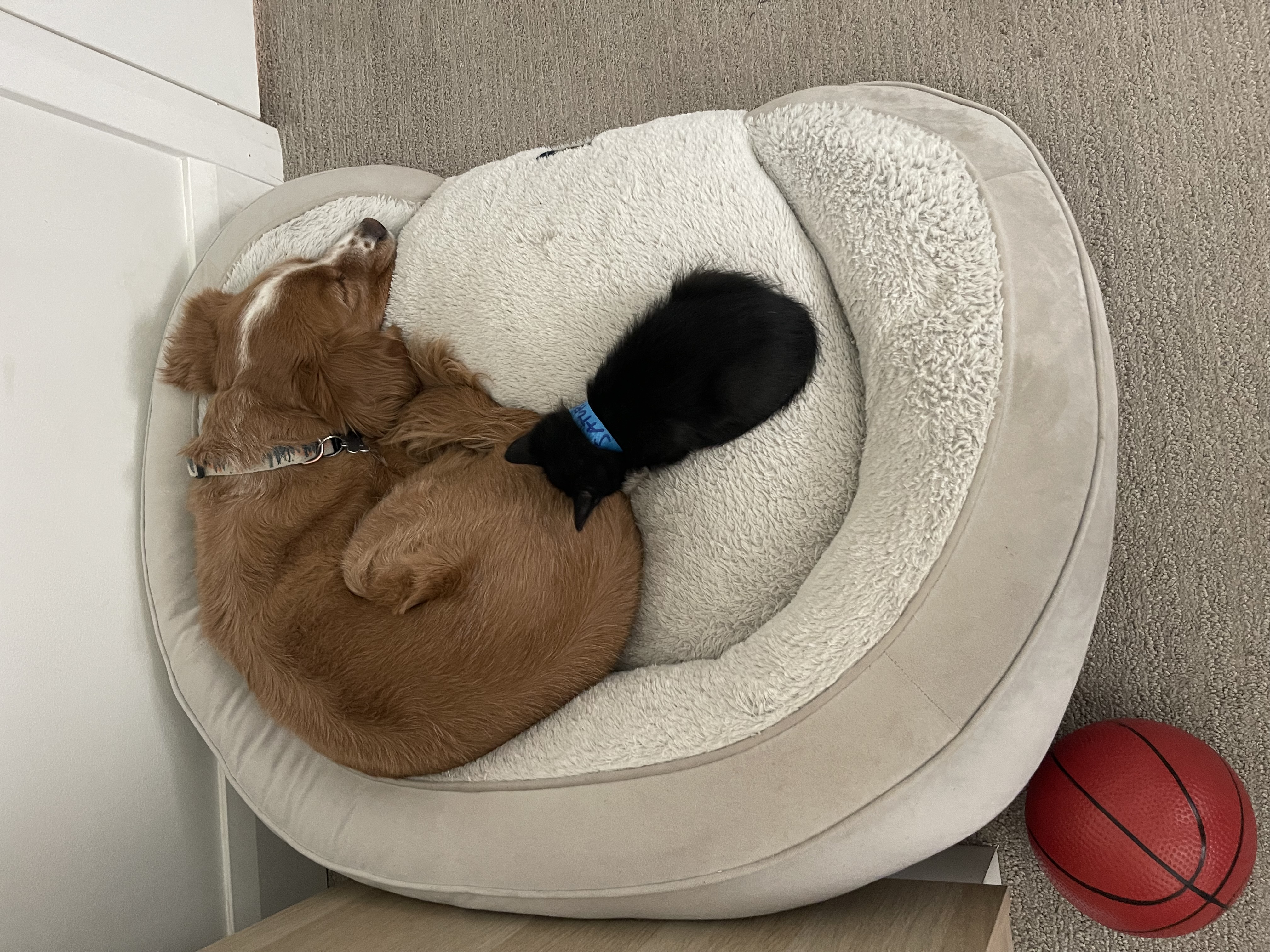 Picture of the Animal Listed