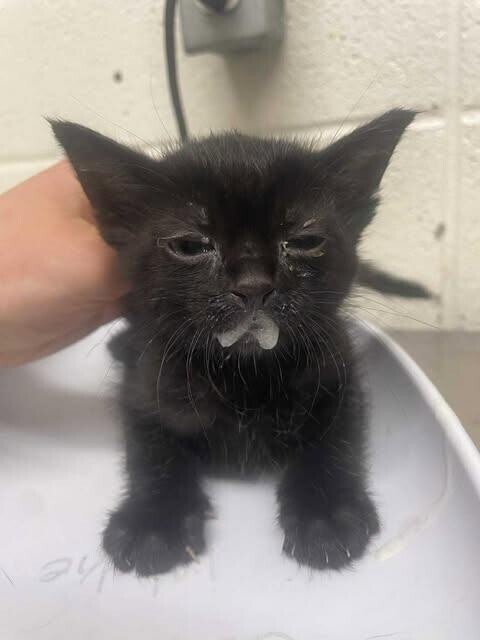 Picture of the Animal Listed