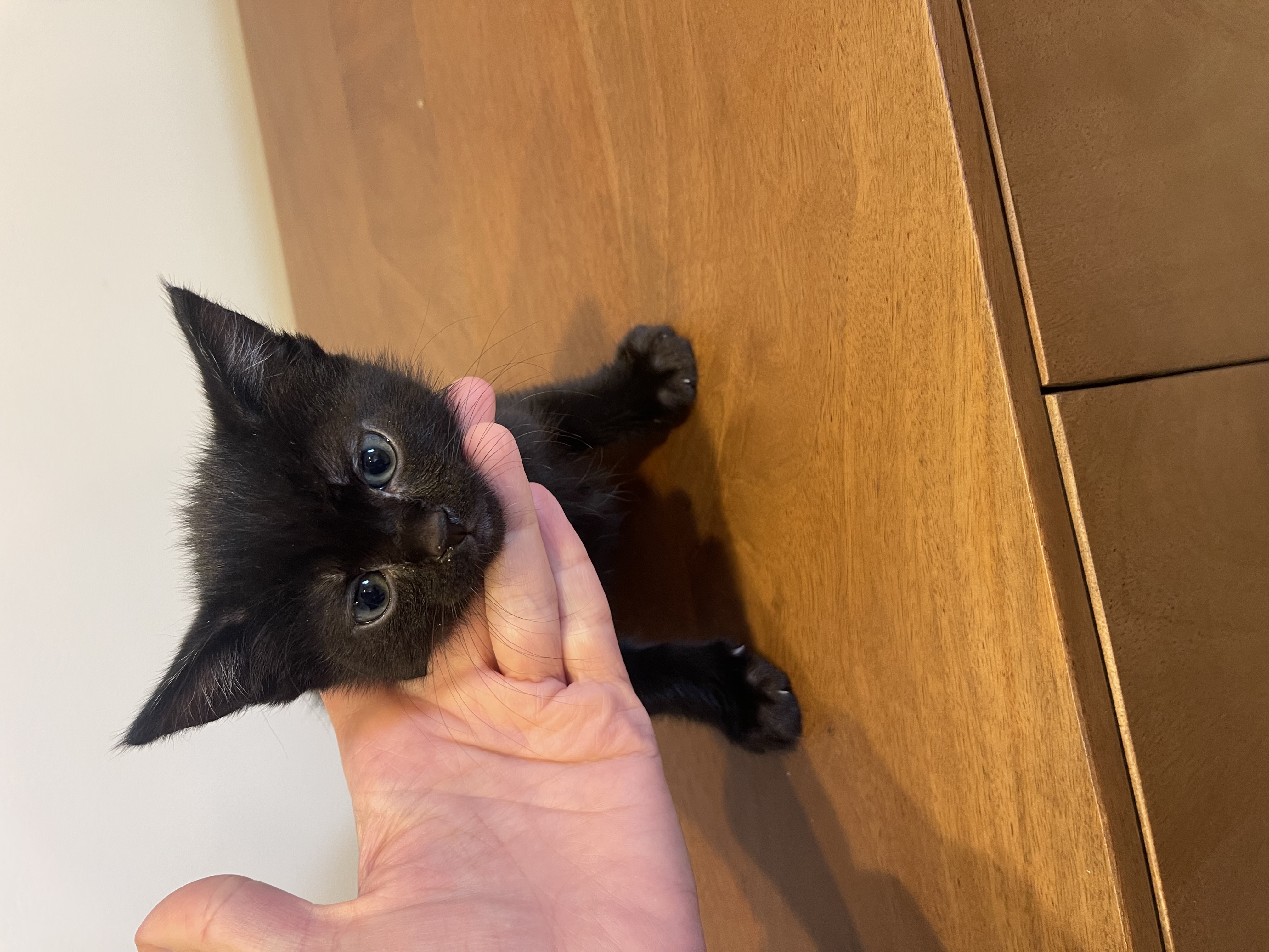 Picture of the Animal Listed