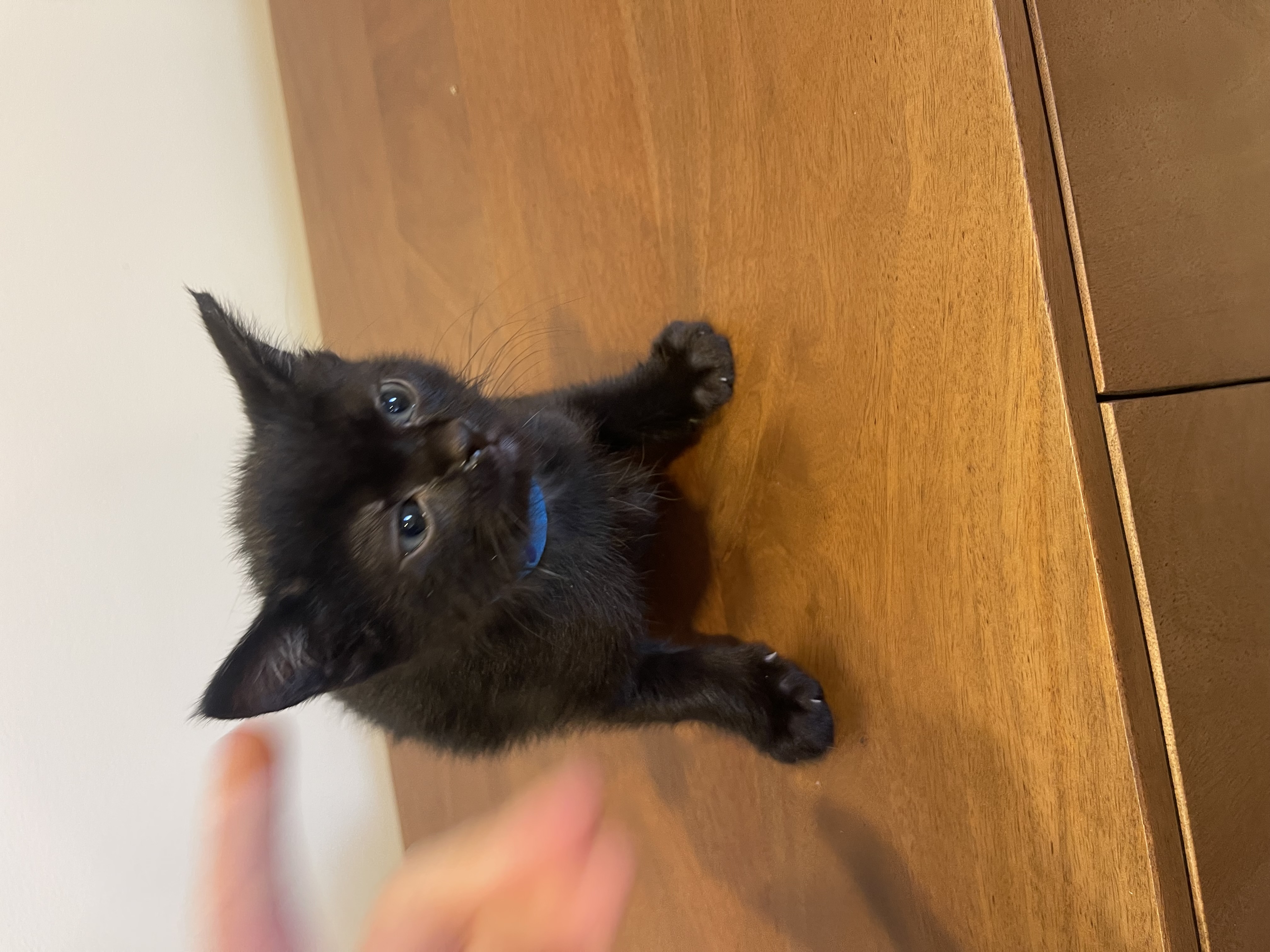 Picture of the Animal Listed