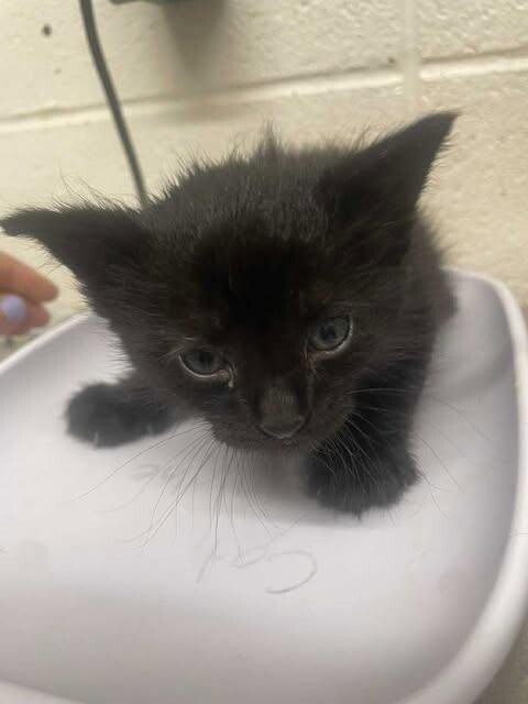 Picture of the Animal Listed