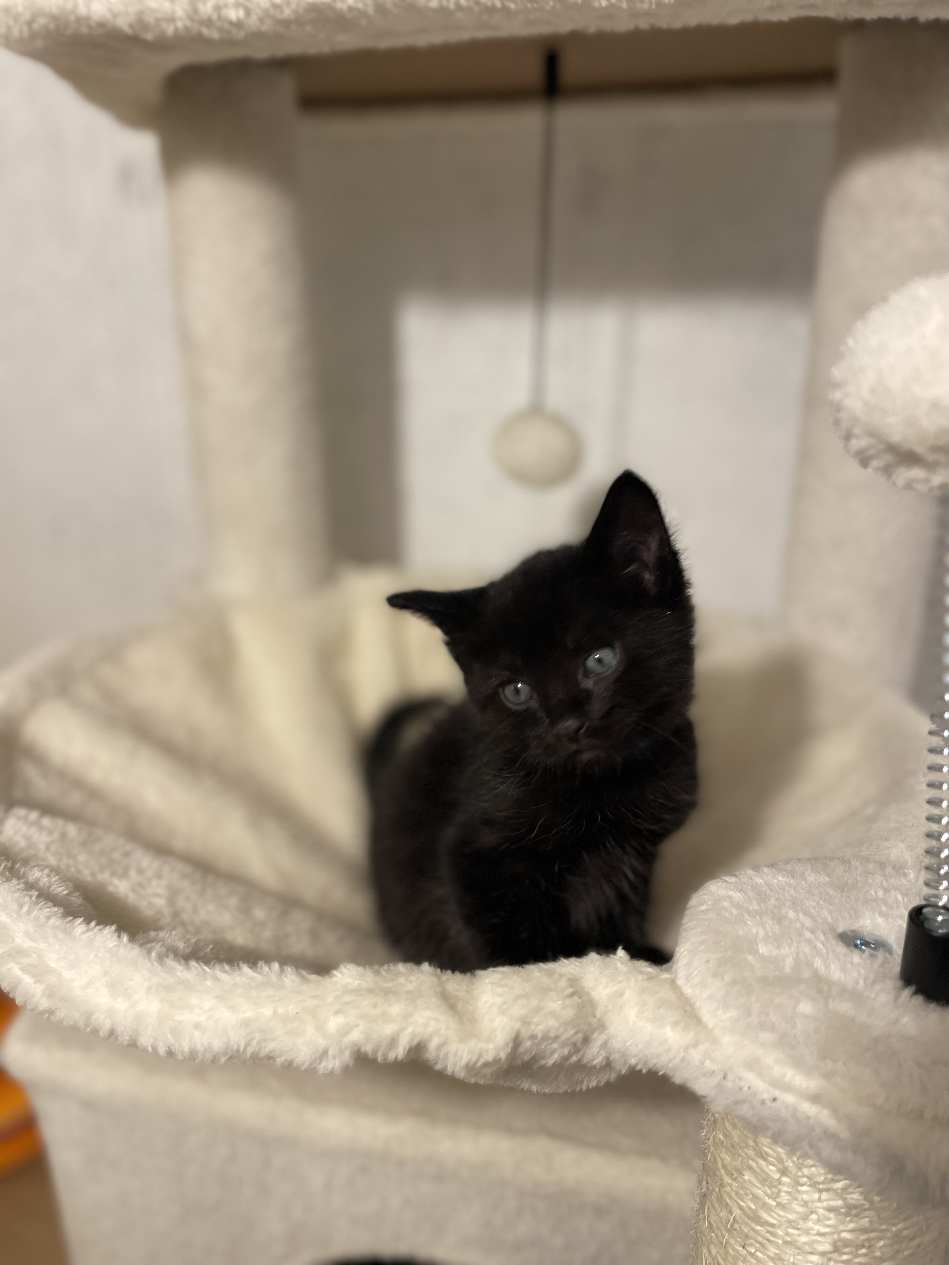 Picture of the Animal Listed