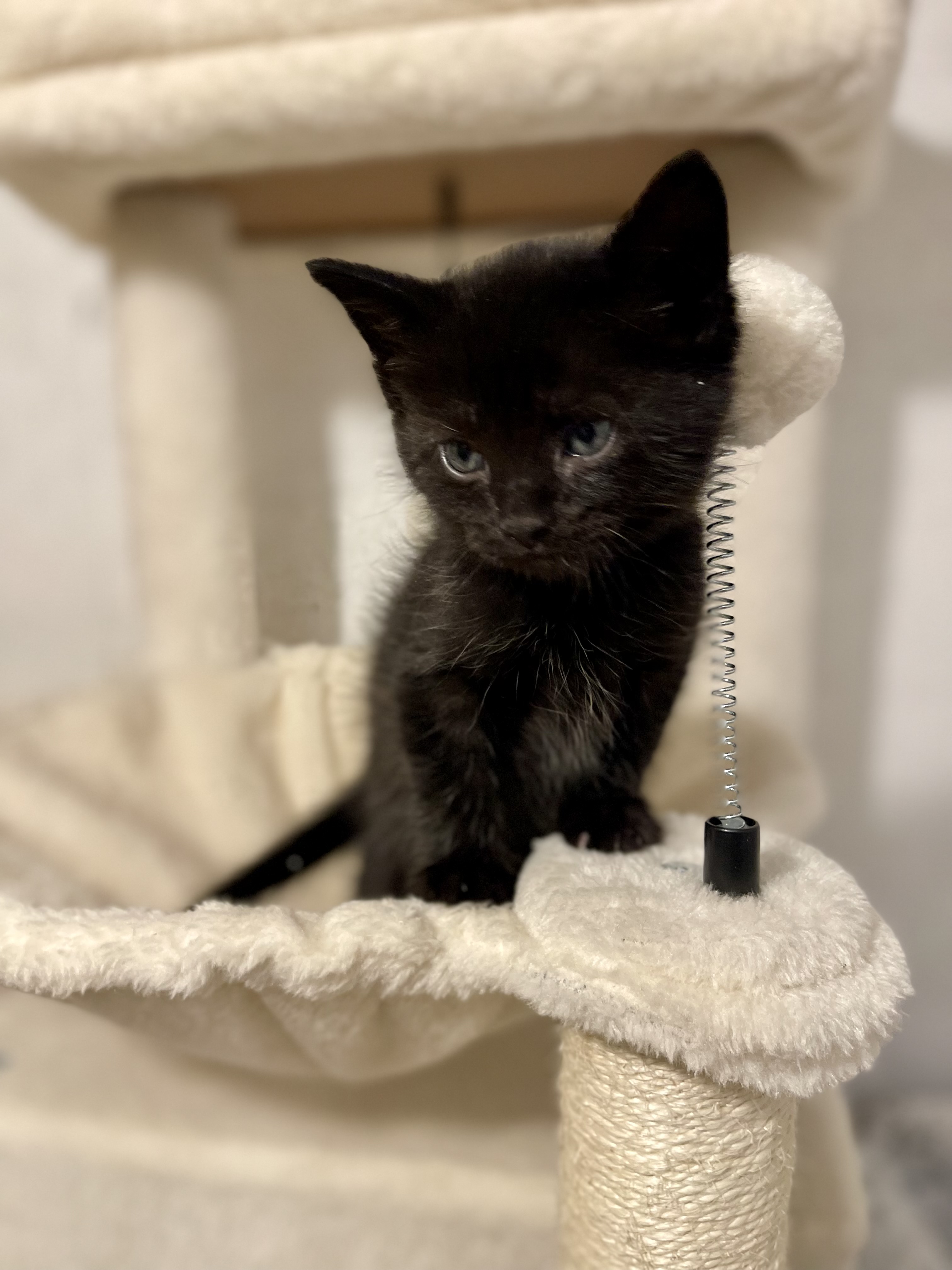 Picture of the Animal Listed