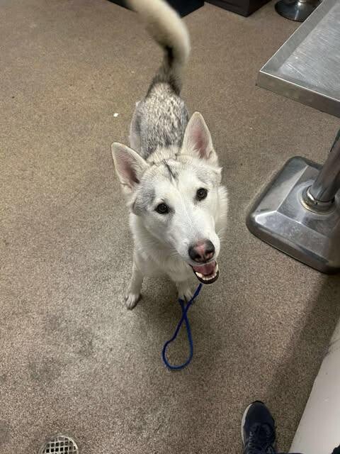 Picture of the Animal Listed