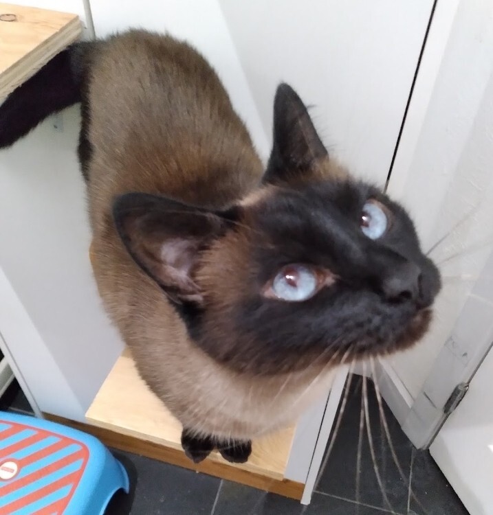 Picture of the Animal Listed