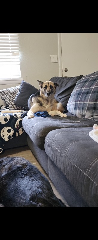 Picture of the Animal Listed