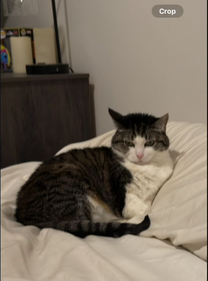 Picture of the Animal Listed