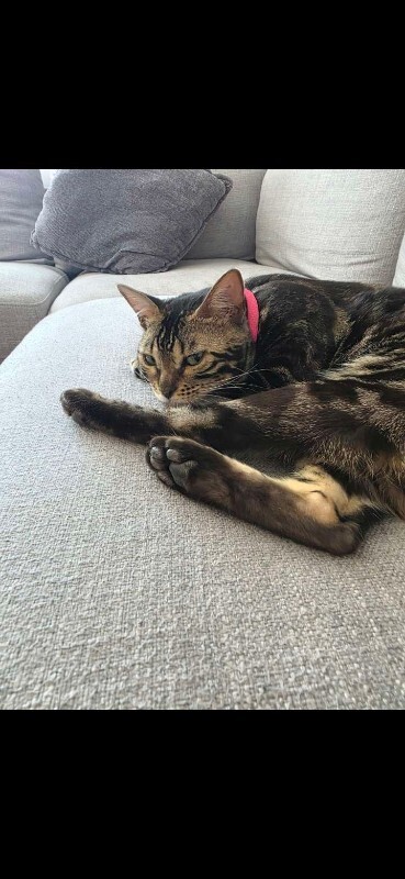 Picture of the Animal Listed