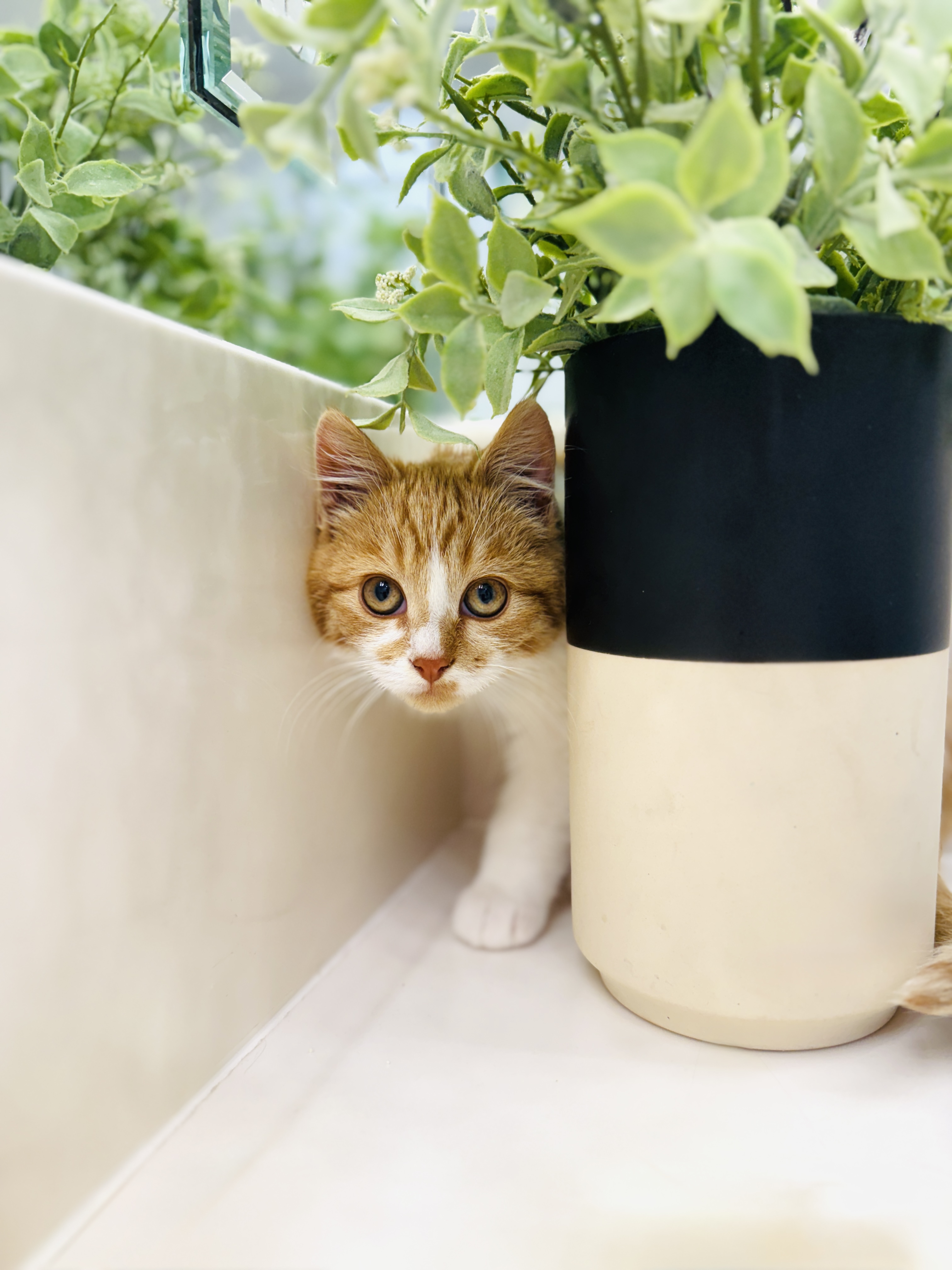 Picture of the Animal Listed