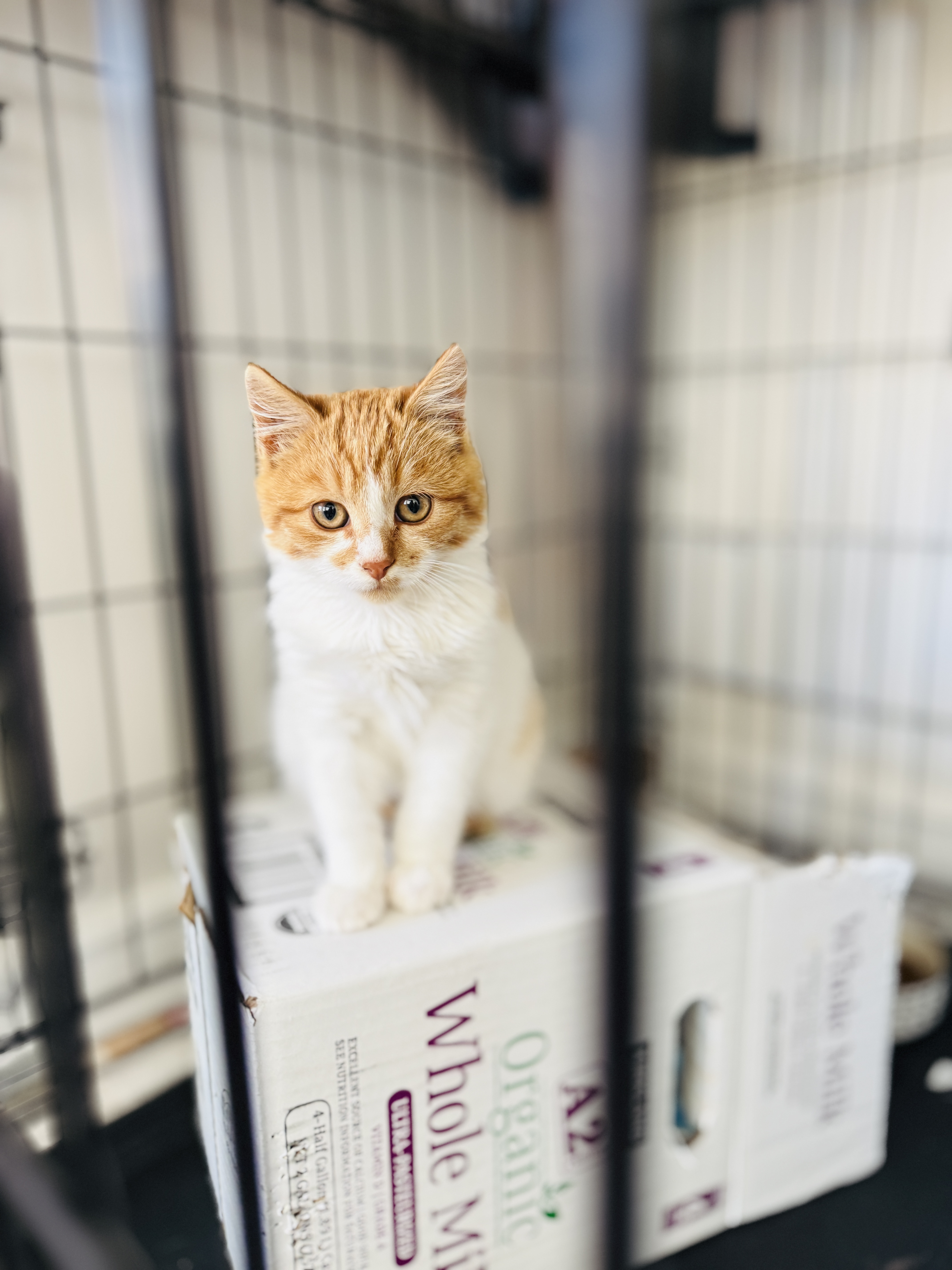 Picture of the Animal Listed