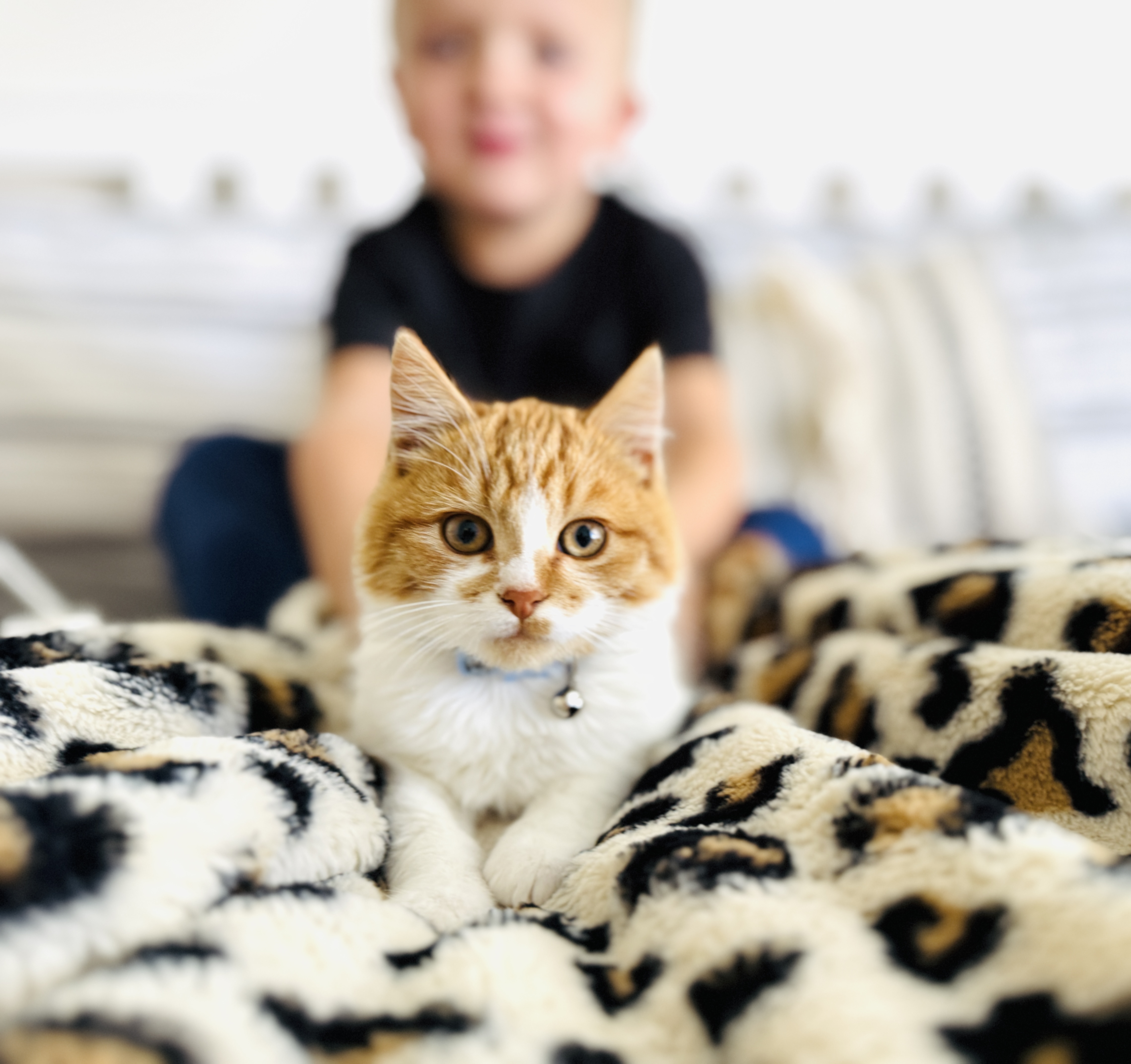 Picture of the Animal Listed