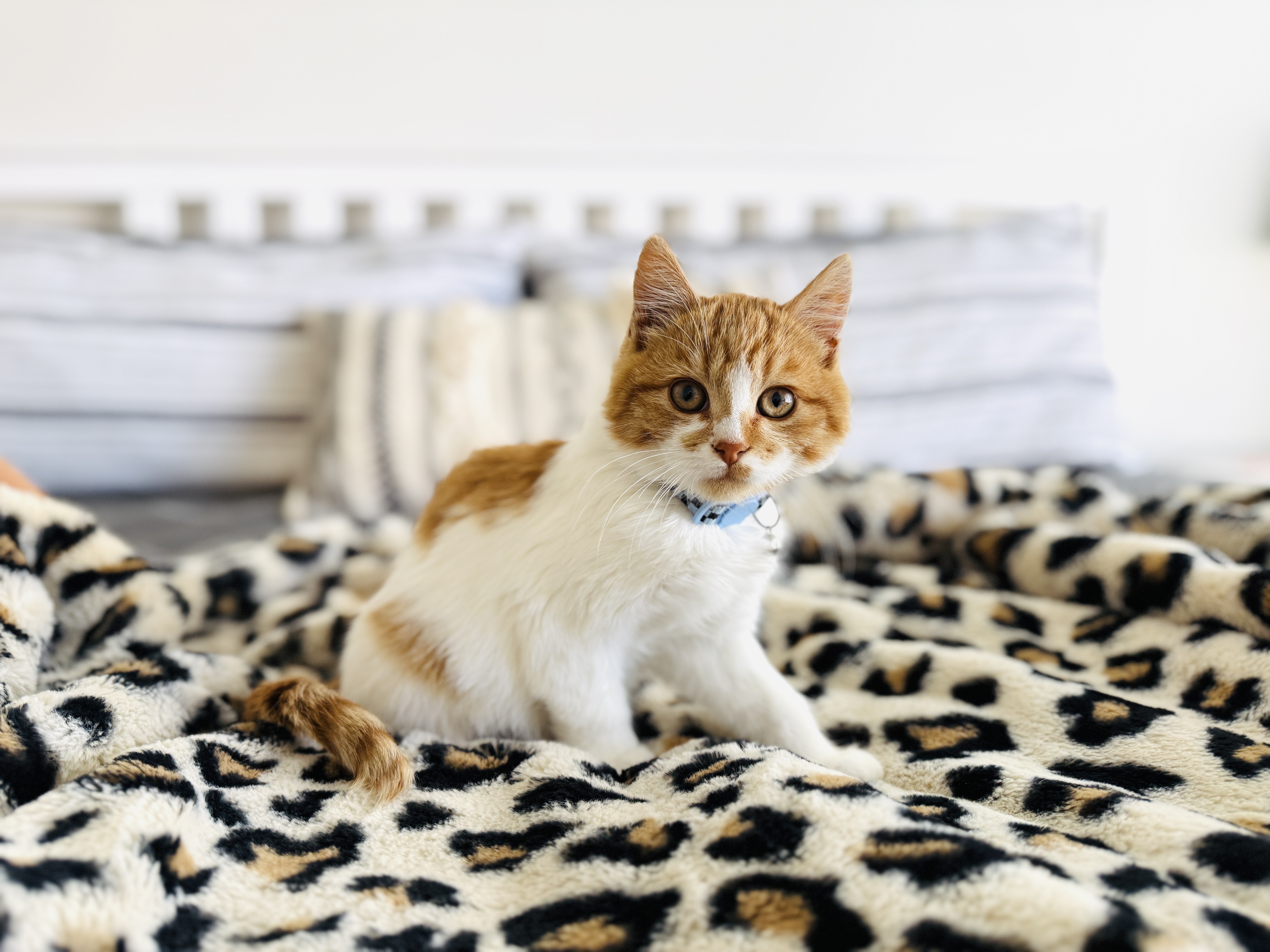 Picture of the Animal Listed