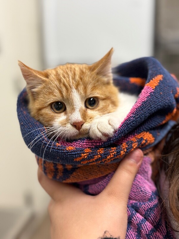 Picture of the Animal Listed