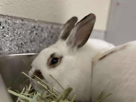 Picture of the Animal Listed