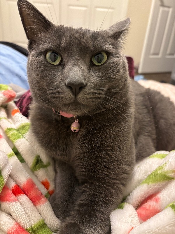 Picture of the Animal Listed