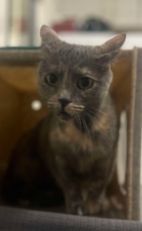 Picture of the Animal Listed