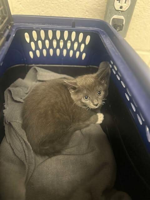 Picture of the Animal Listed