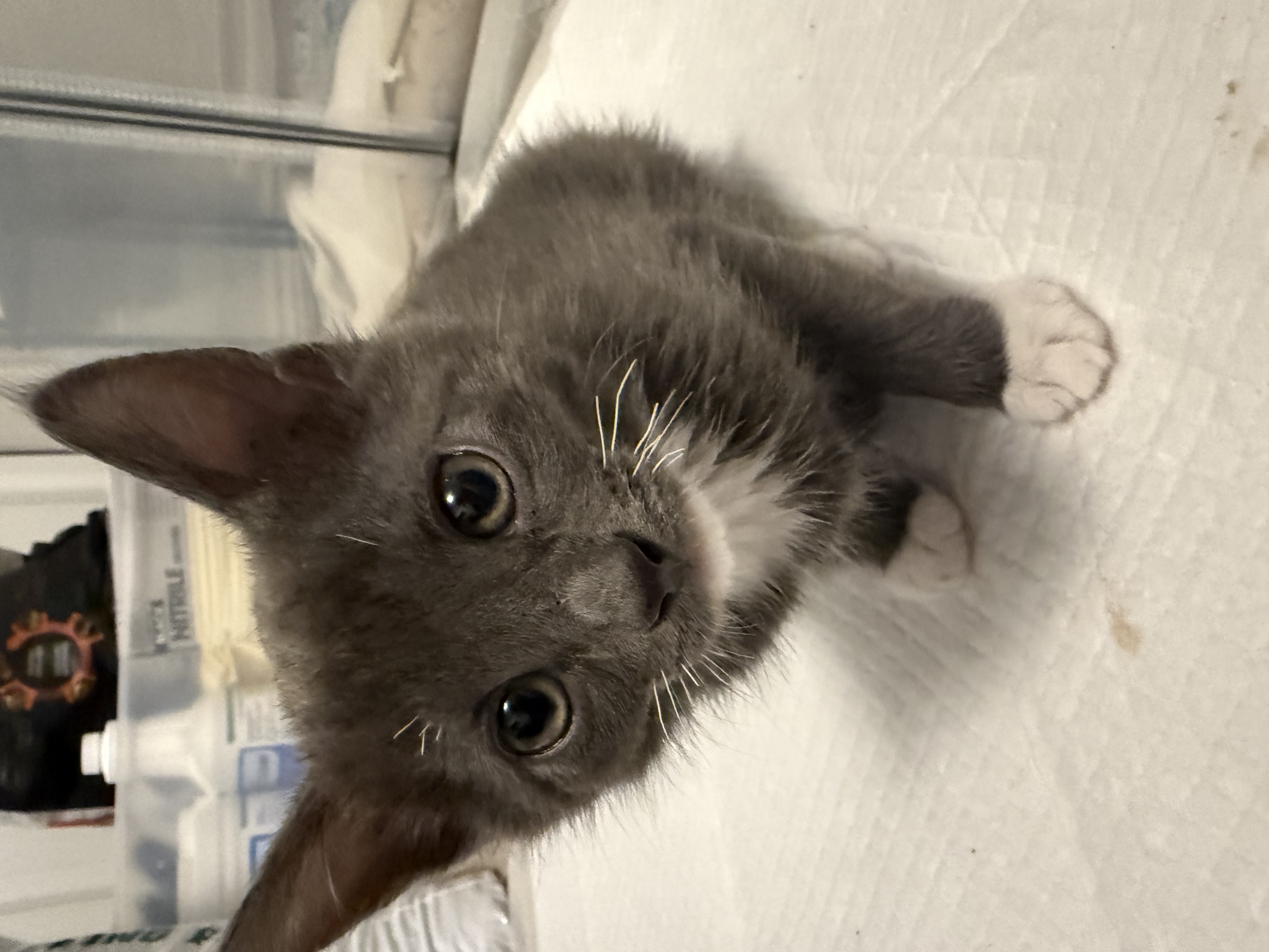 Picture of the Animal Listed