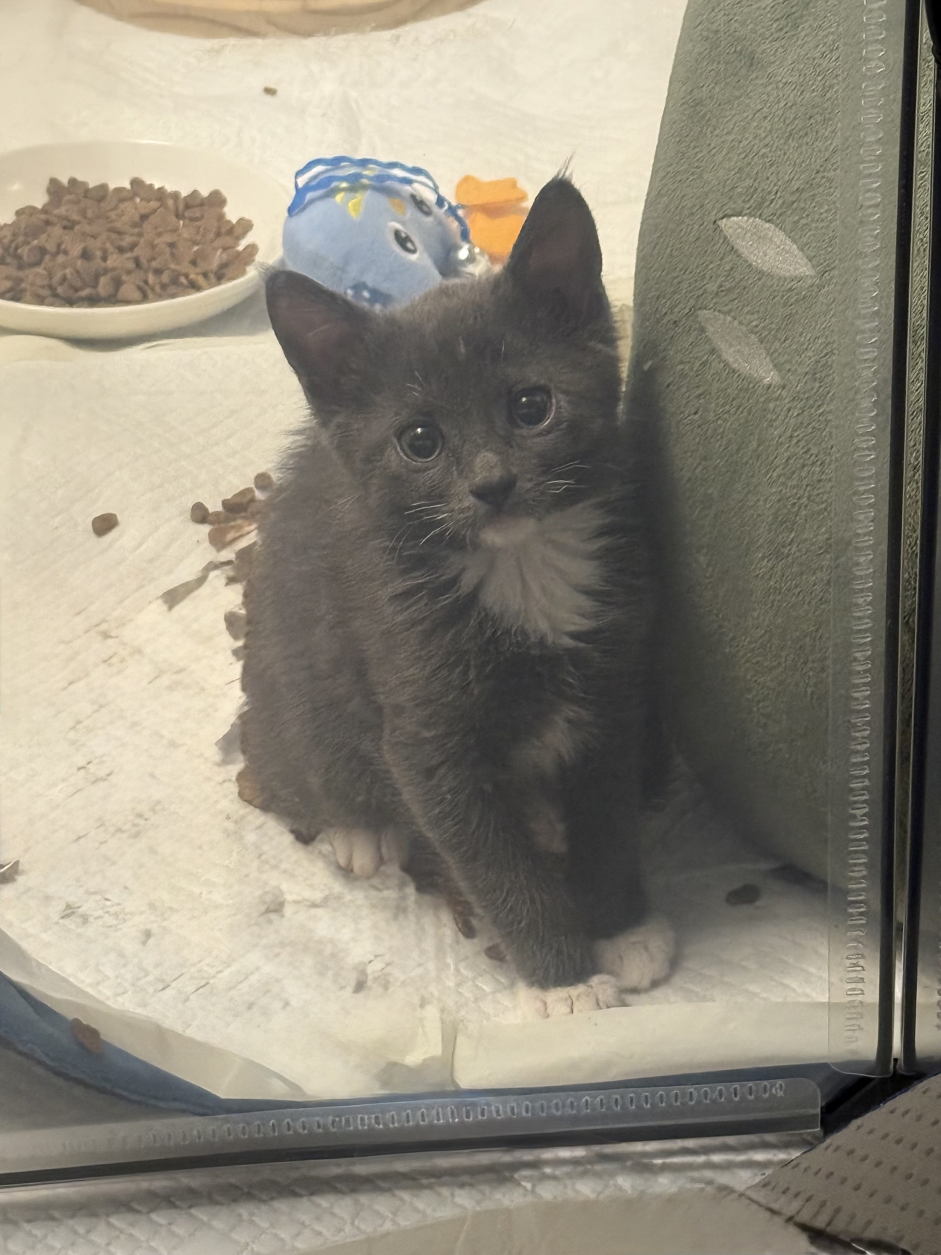 Picture of the Animal Listed