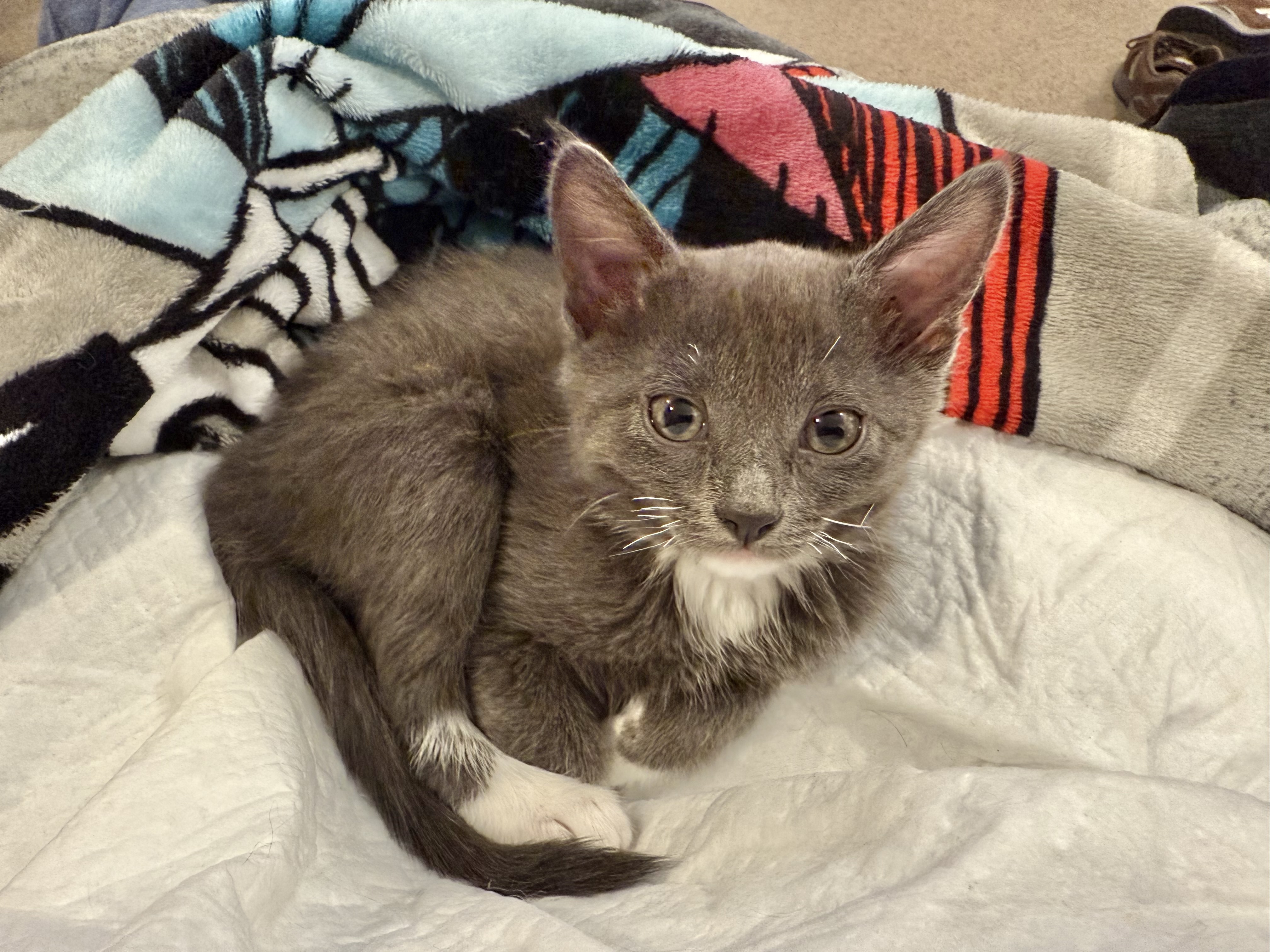 Picture of the Animal Listed