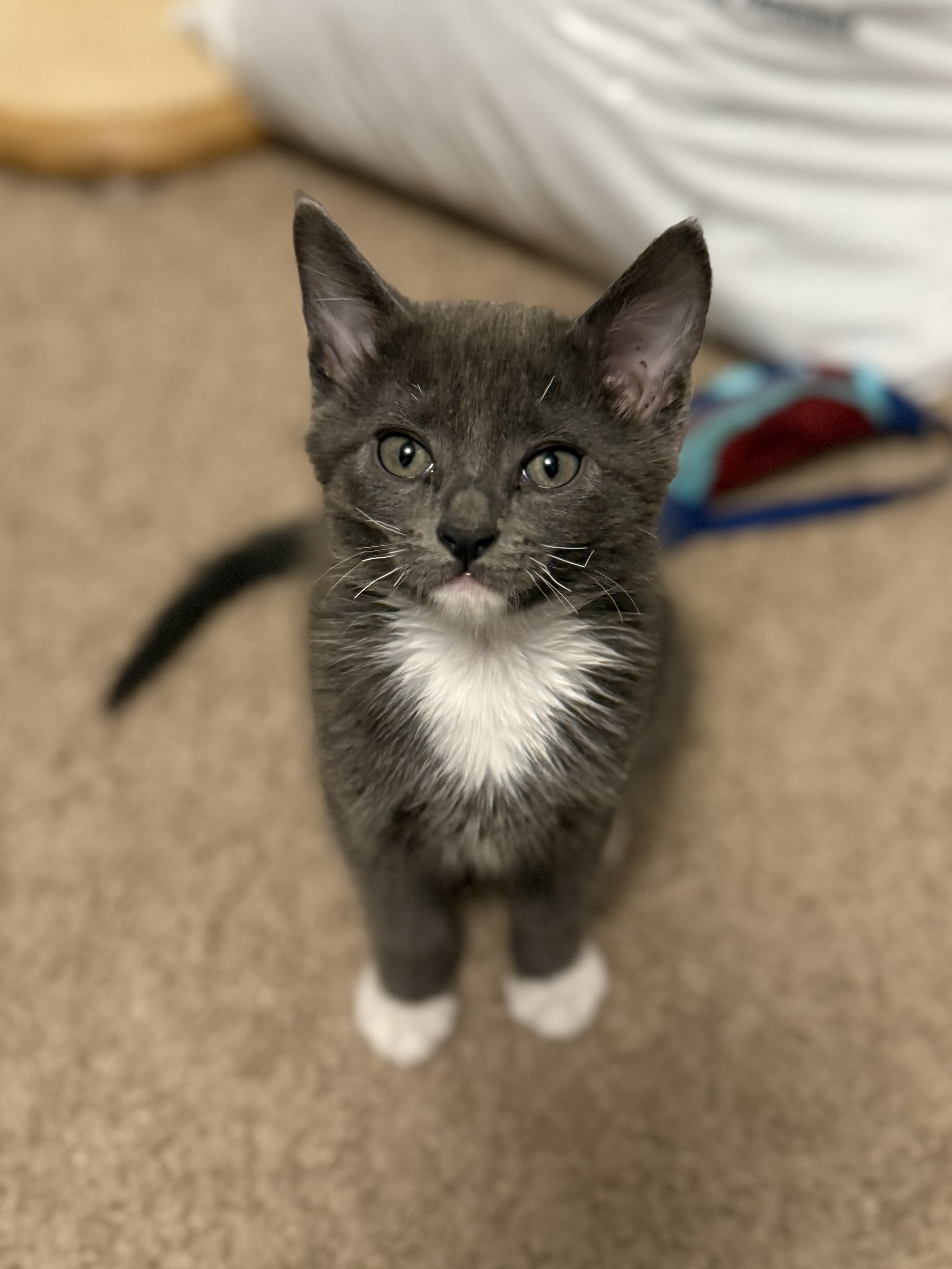 Picture of the Animal Listed