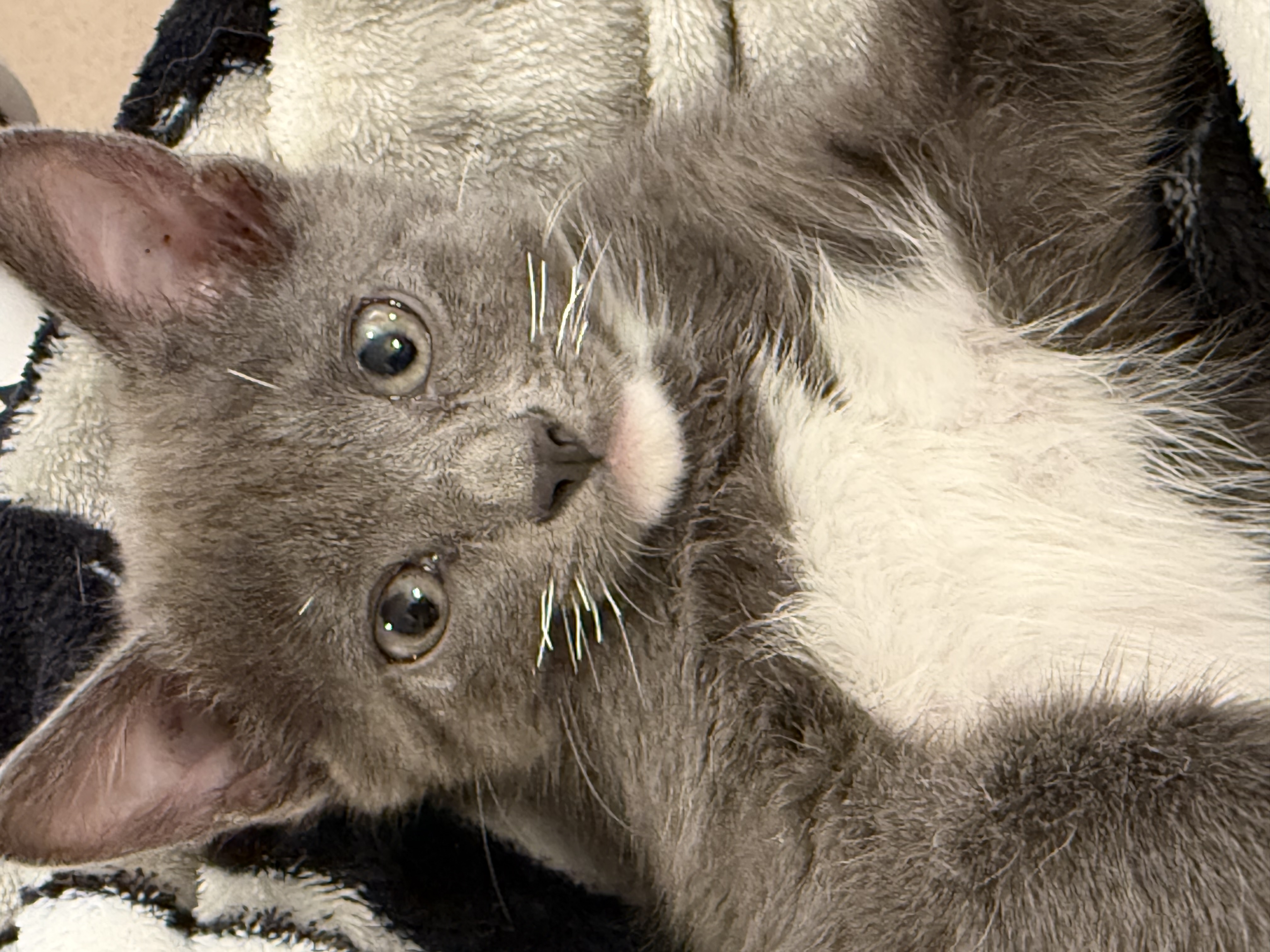 Picture of the Animal Listed