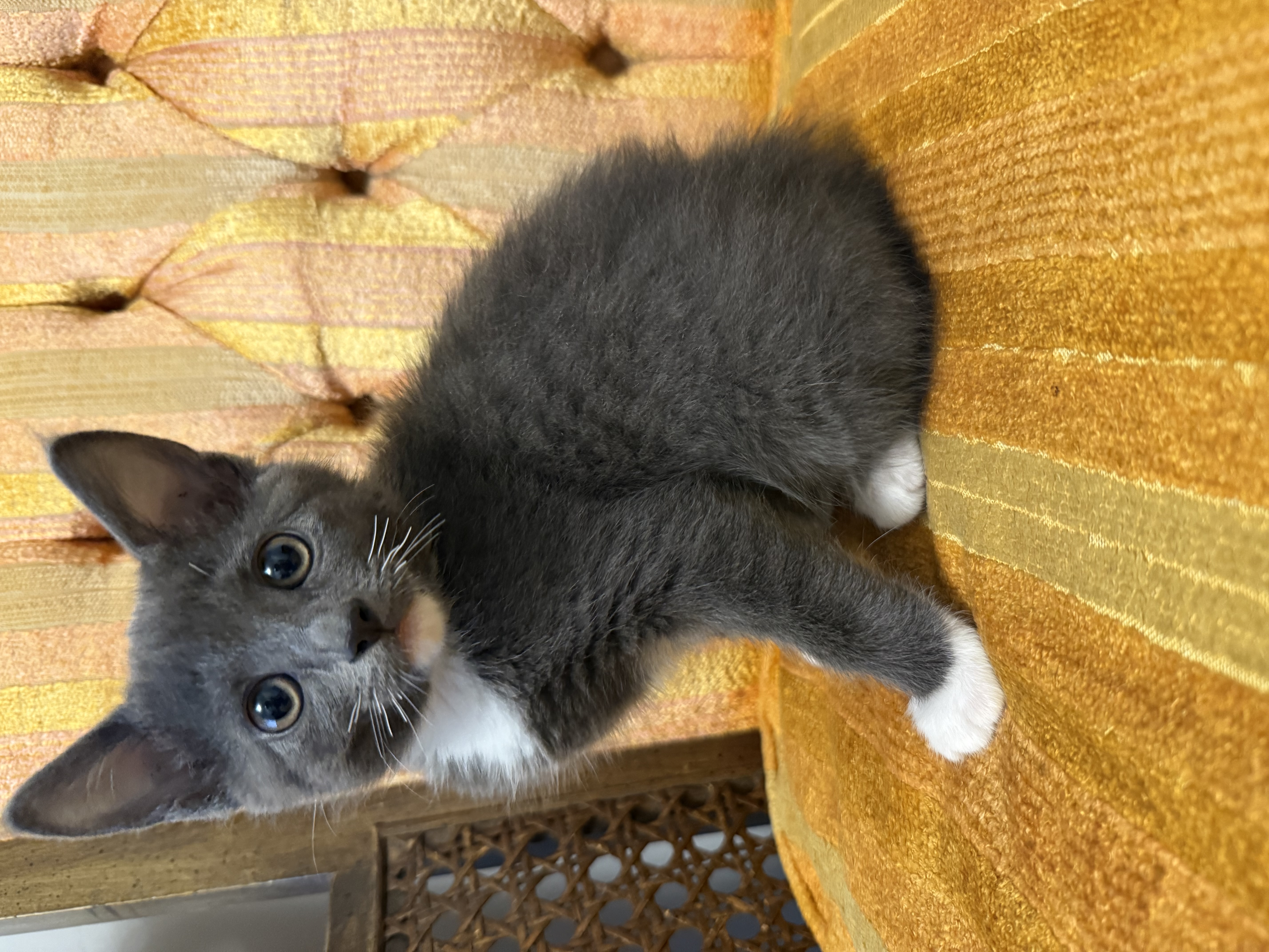 Picture of the Animal Listed