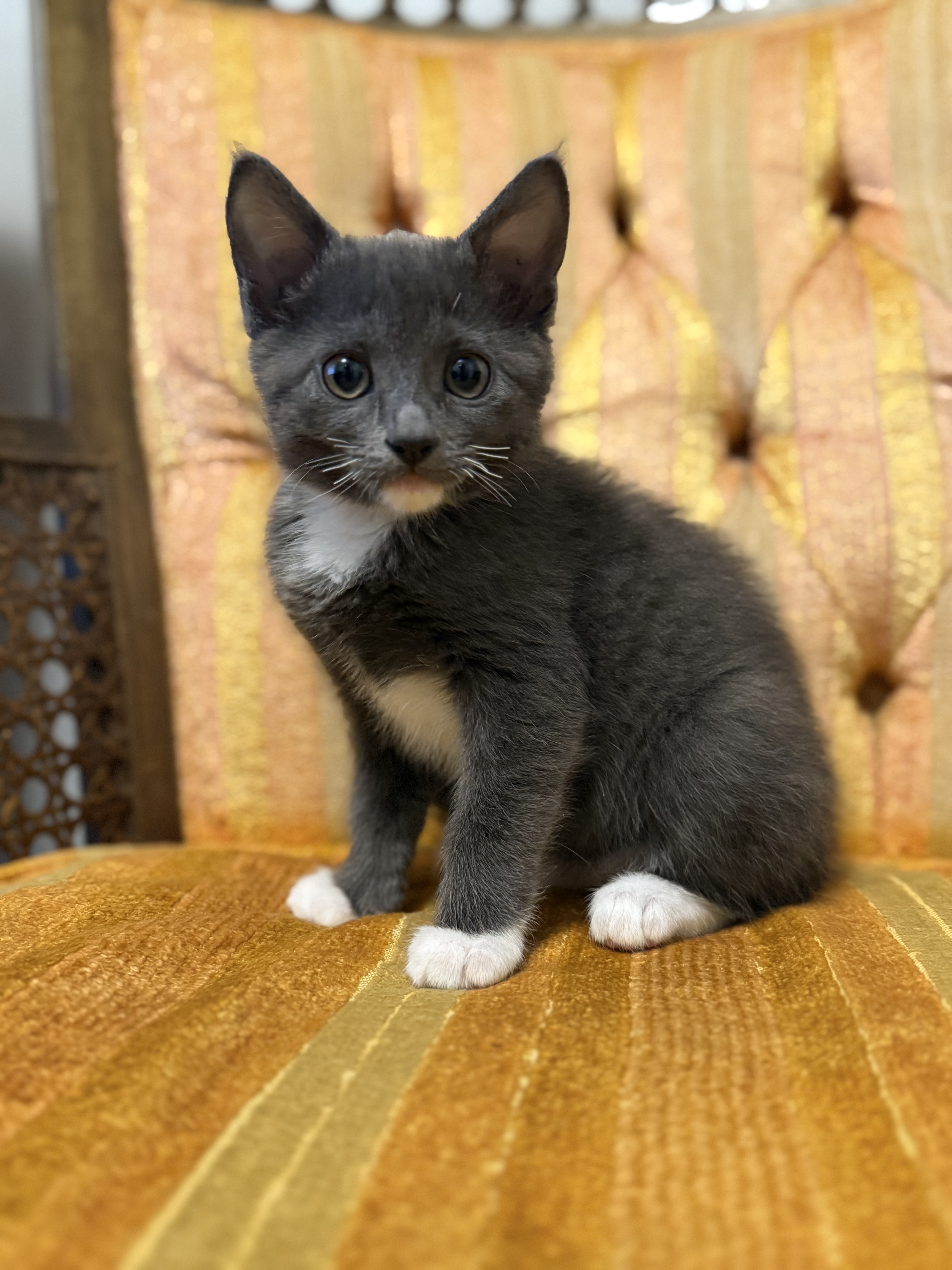 Picture of the Animal Listed