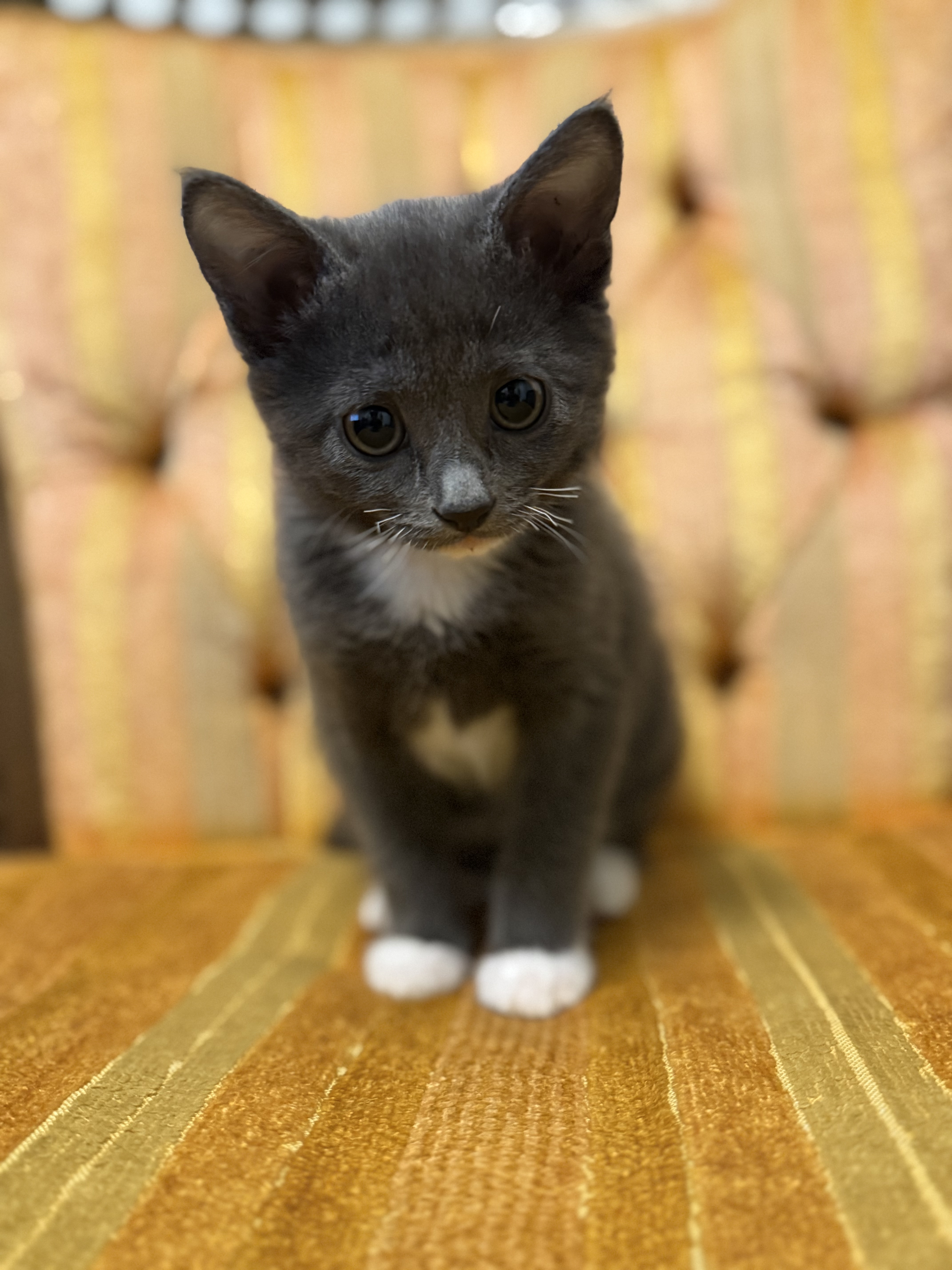 Picture of the Animal Listed