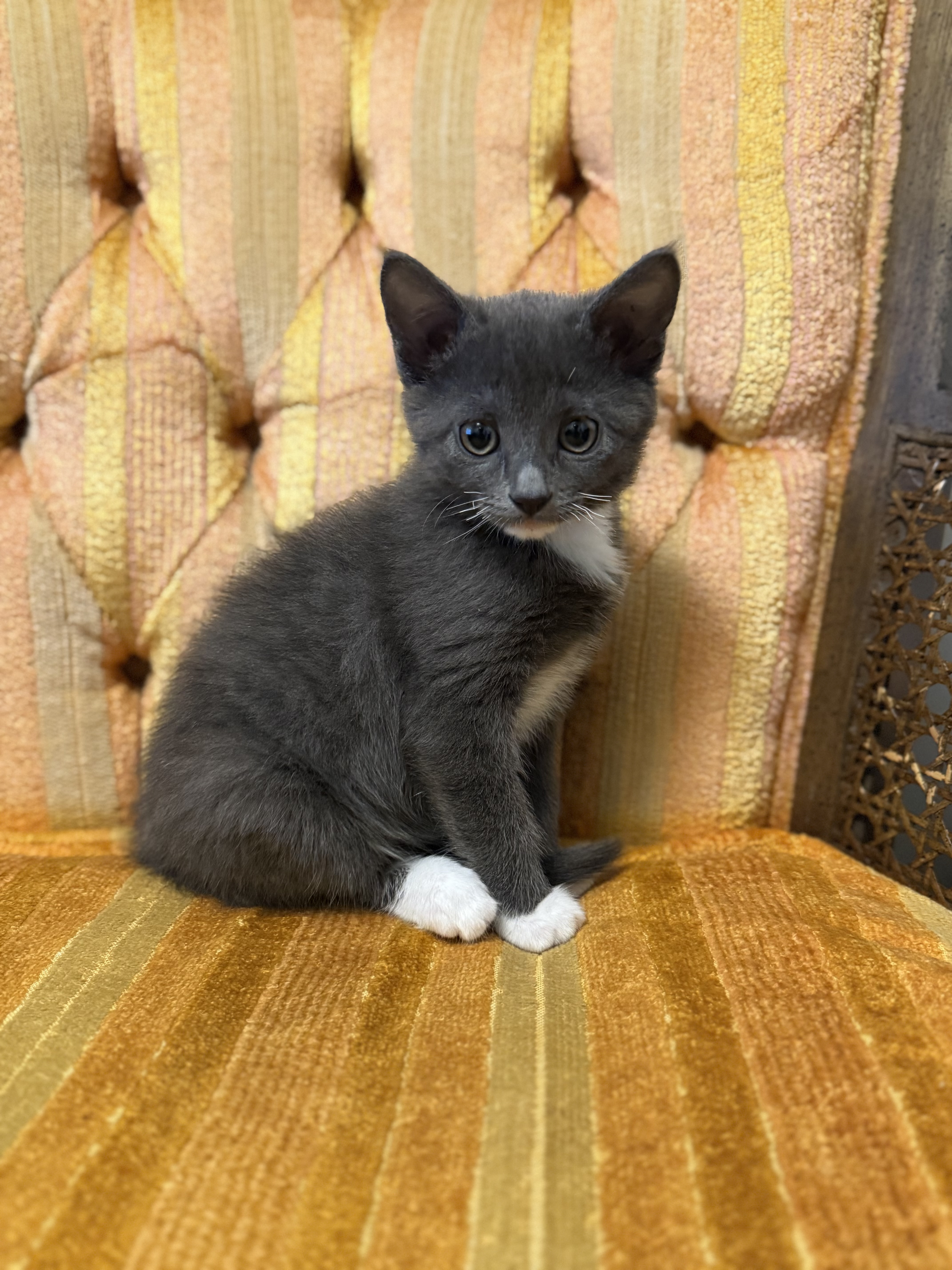 Picture of the Animal Listed