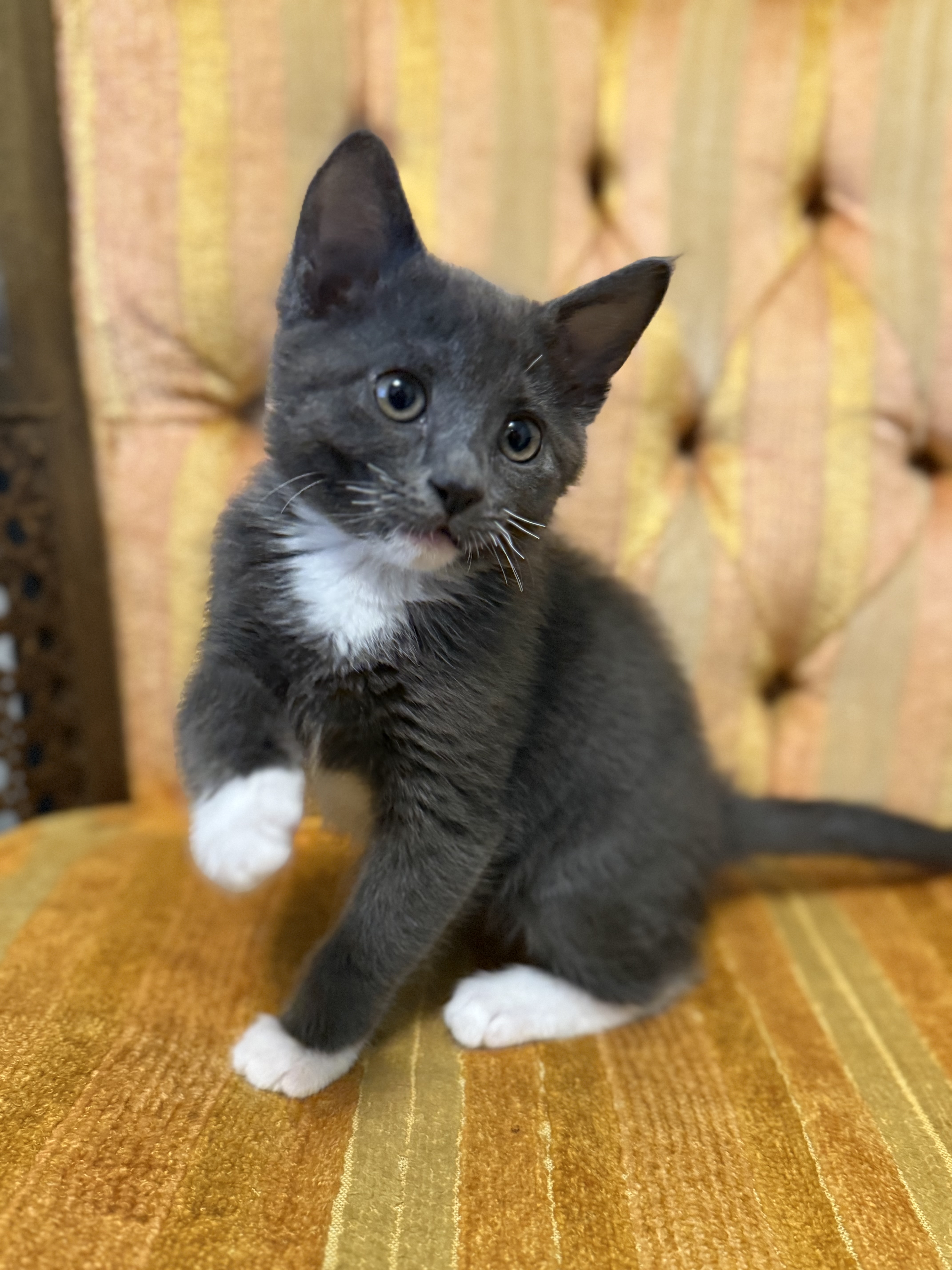 Picture of the Animal Listed