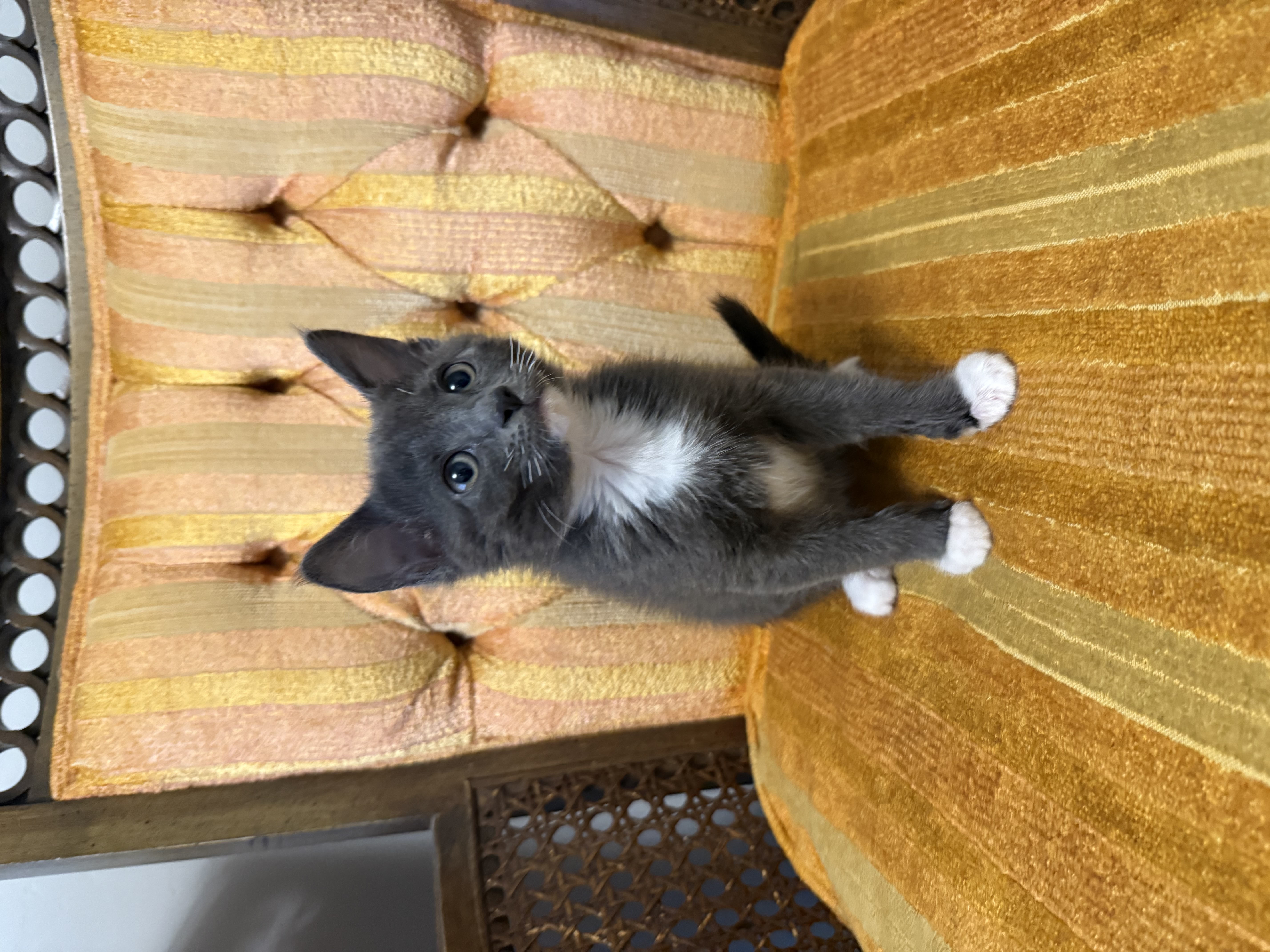 Picture of the Animal Listed