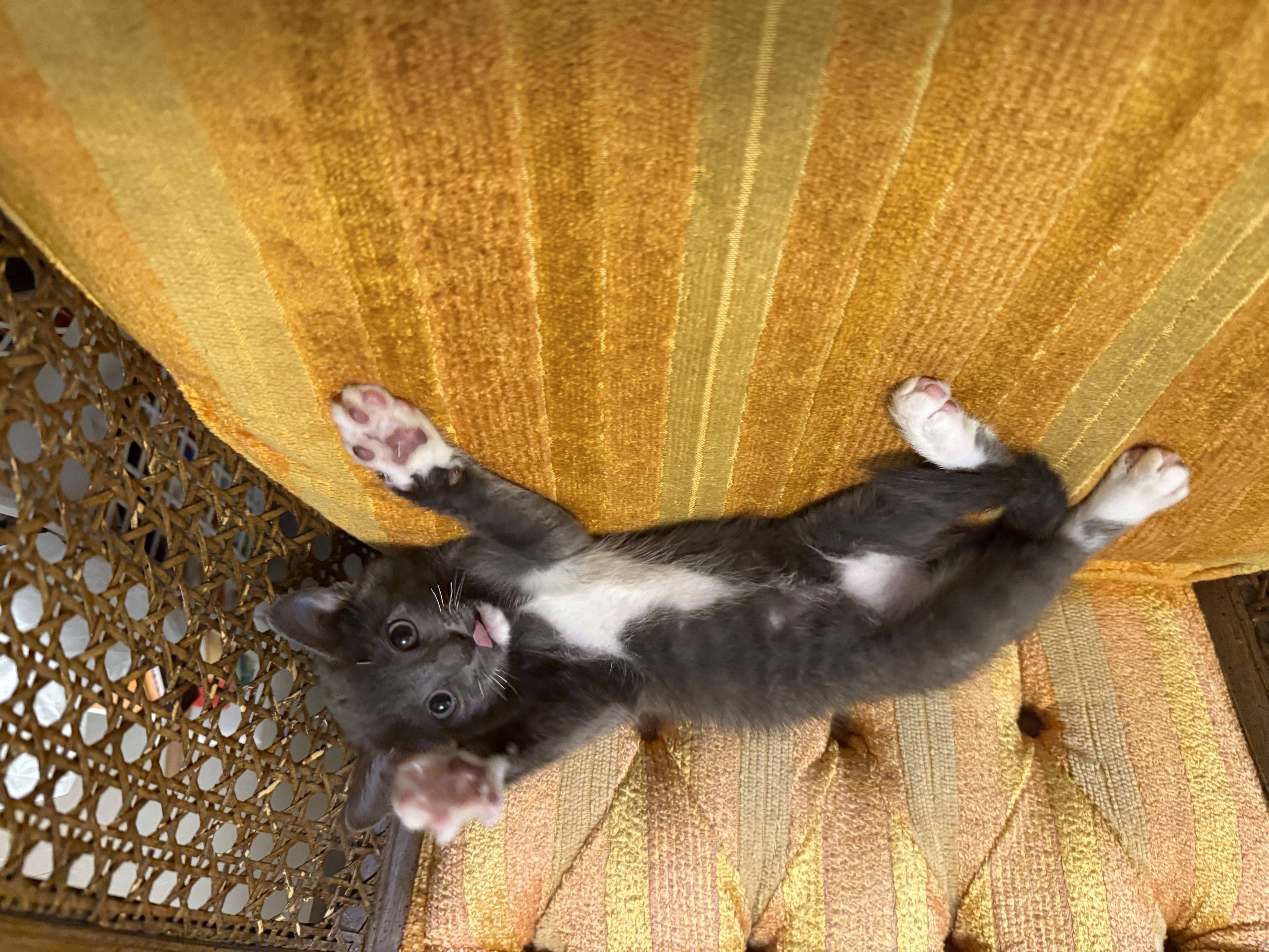 Picture of the Animal Listed