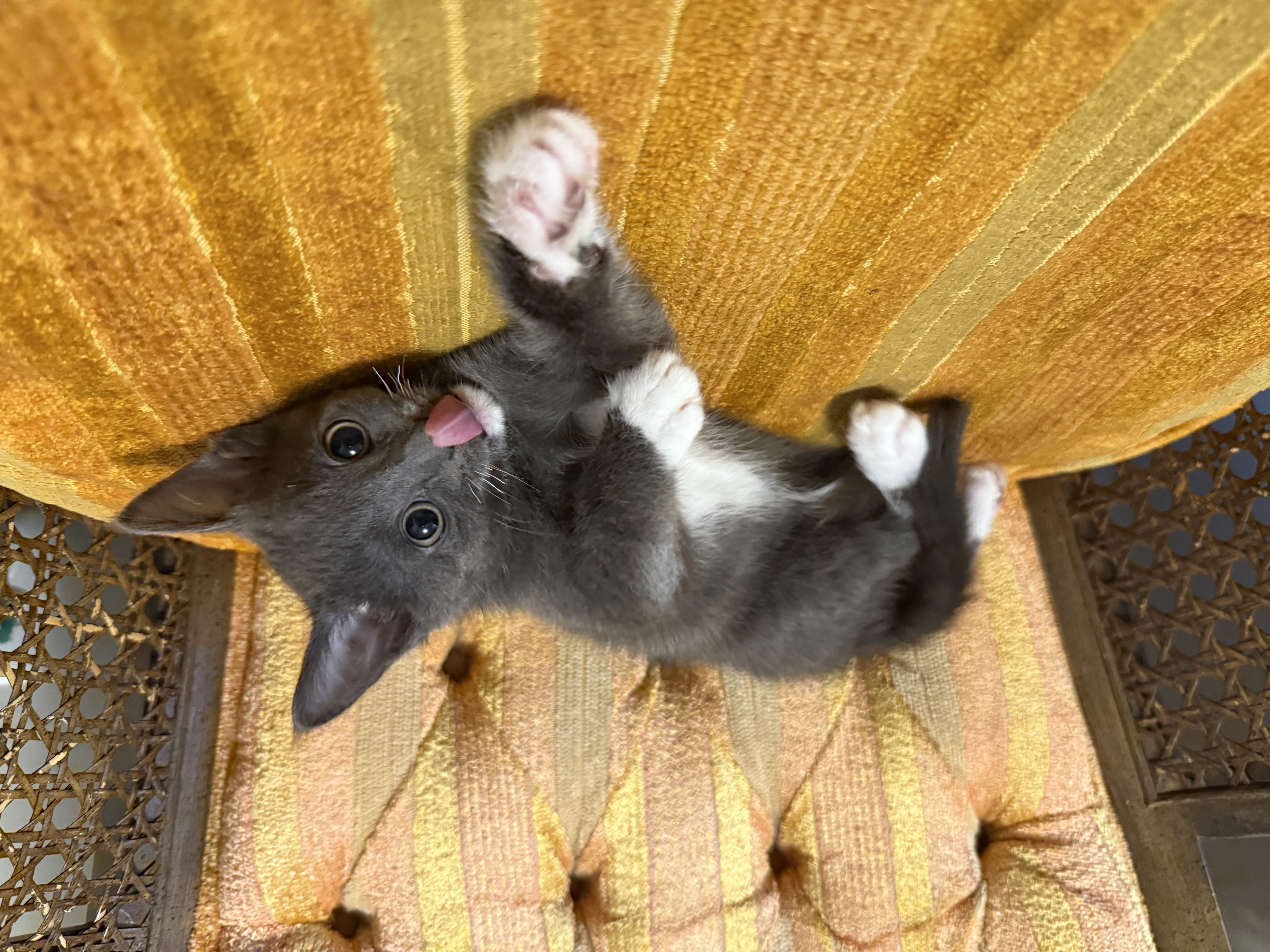 Picture of the Animal Listed