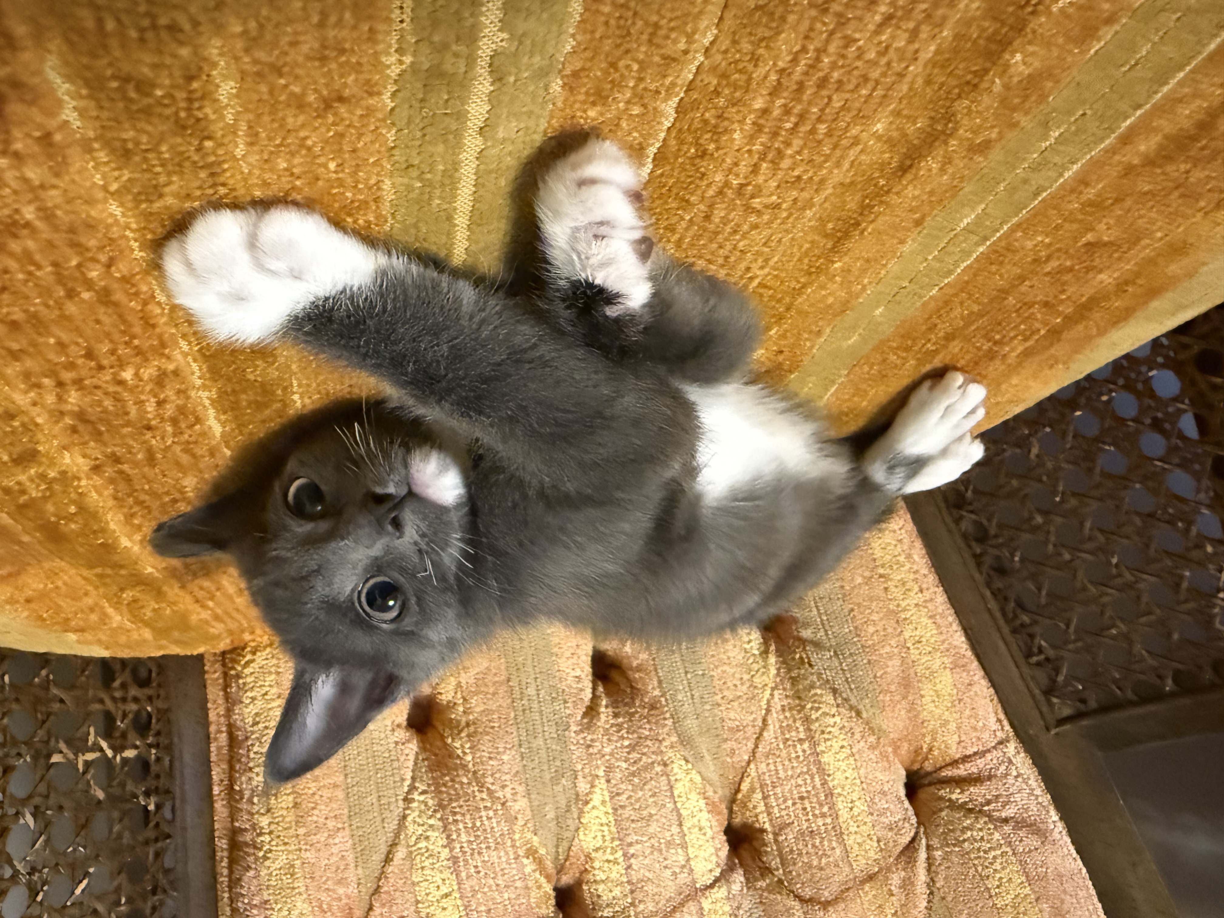 Picture of the Animal Listed