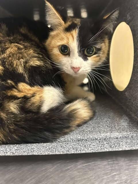 Picture of the Animal Listed